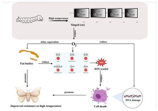 The Bombyx mori singed Gene Is Involved in the High-Temperature ...