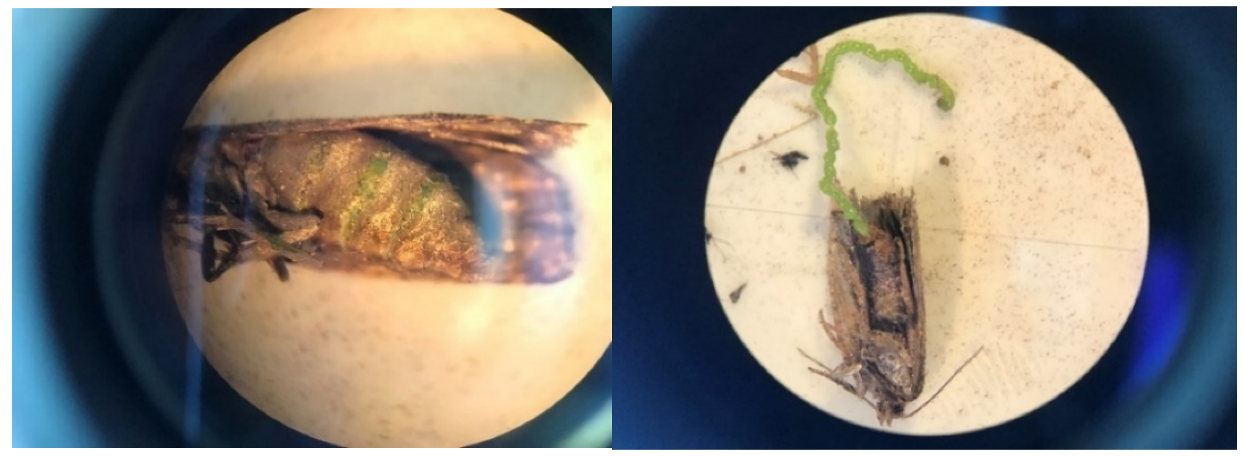 Insects 15 00267 g008