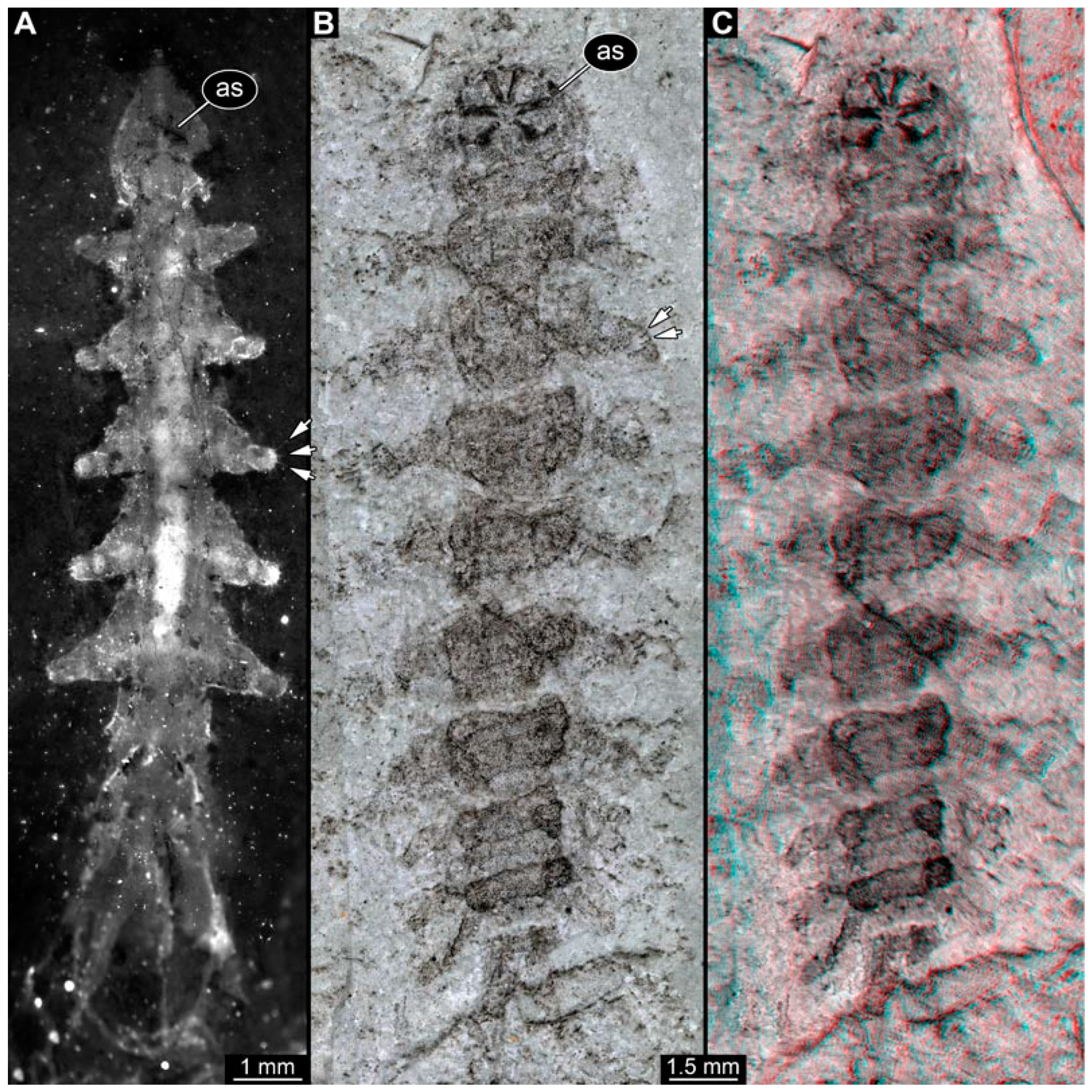 Insects 15 00270 g001