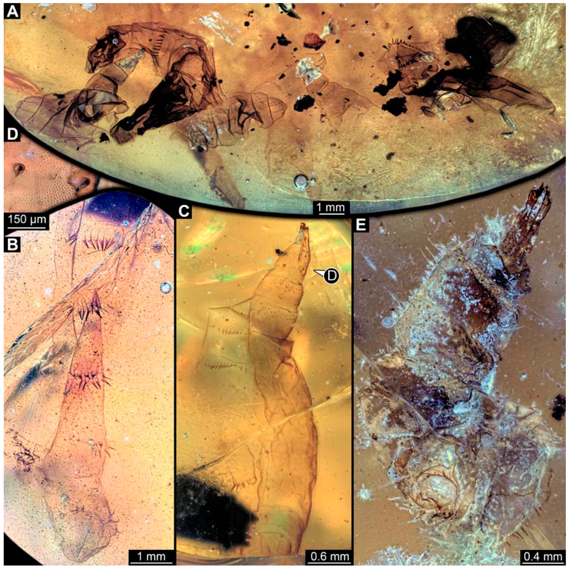 Insects 15 00270 g003