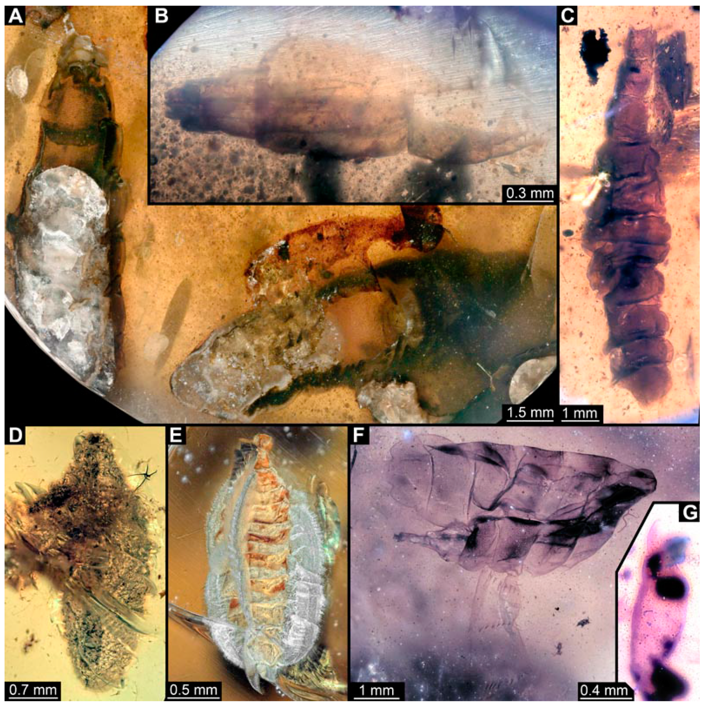 Insects 15 00270 g007