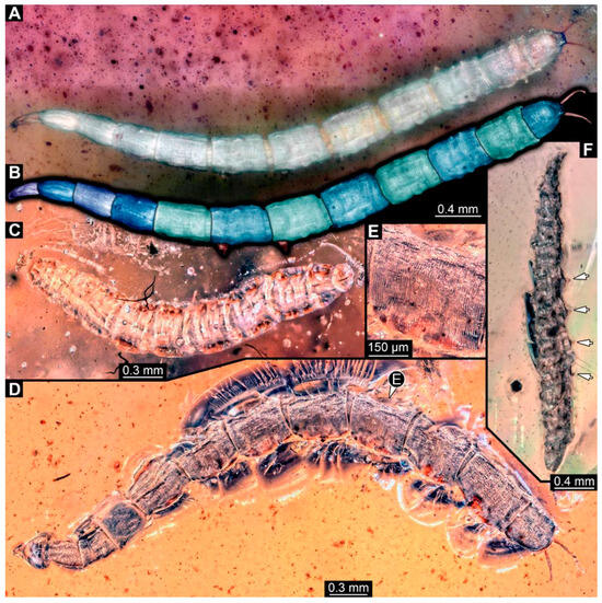 Expanding the Mesozoic Record of Early Brachyceran Fly Larvae