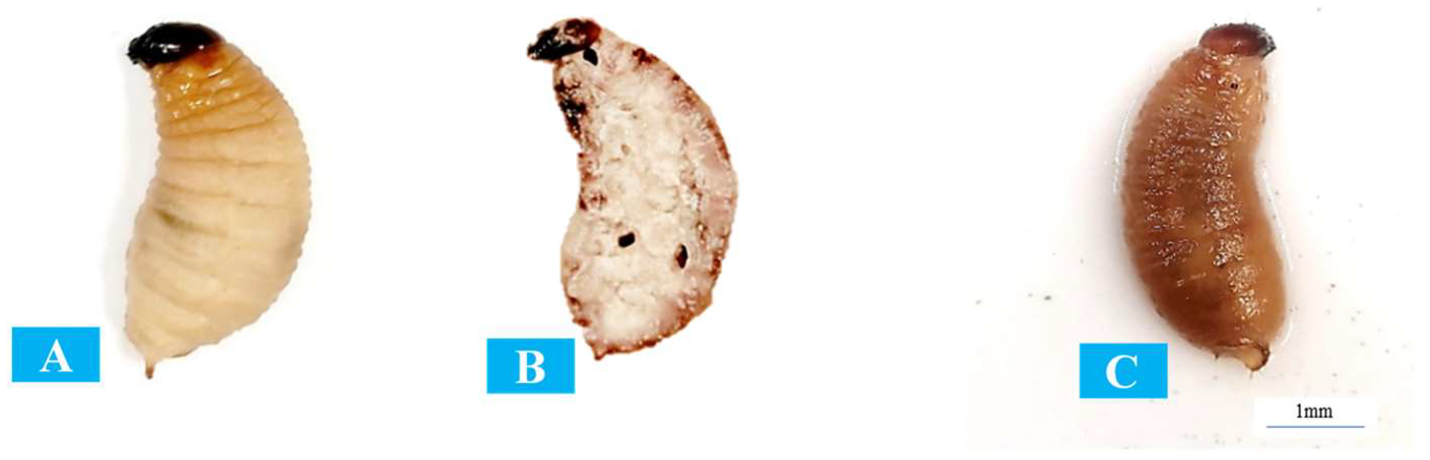 Insects 15 00290 g003