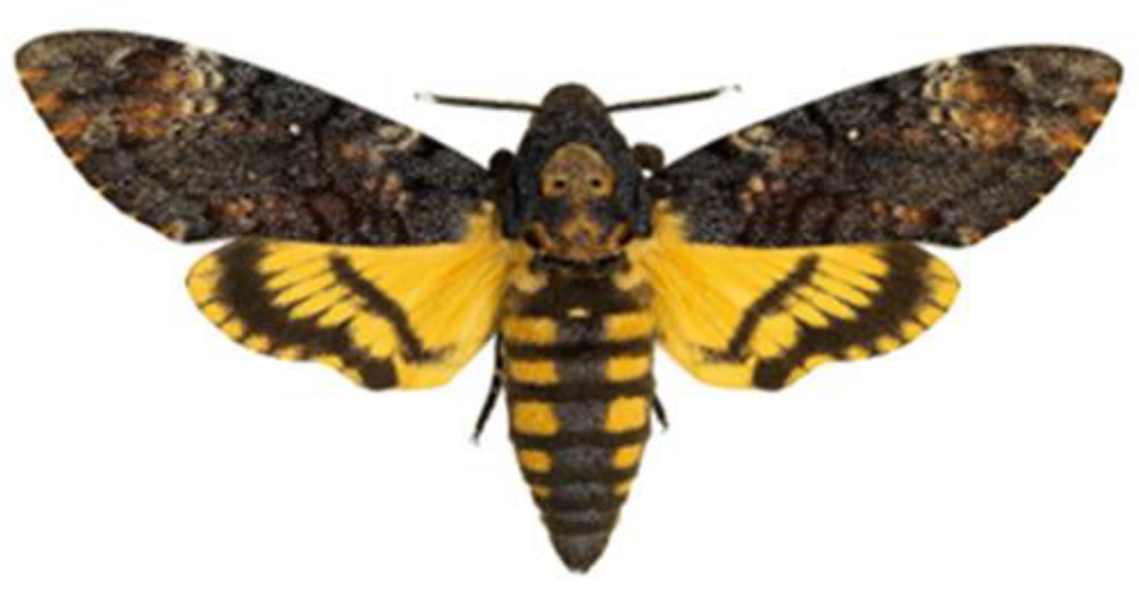 Insects 15 00306 g002 Insects 15 00306 g002