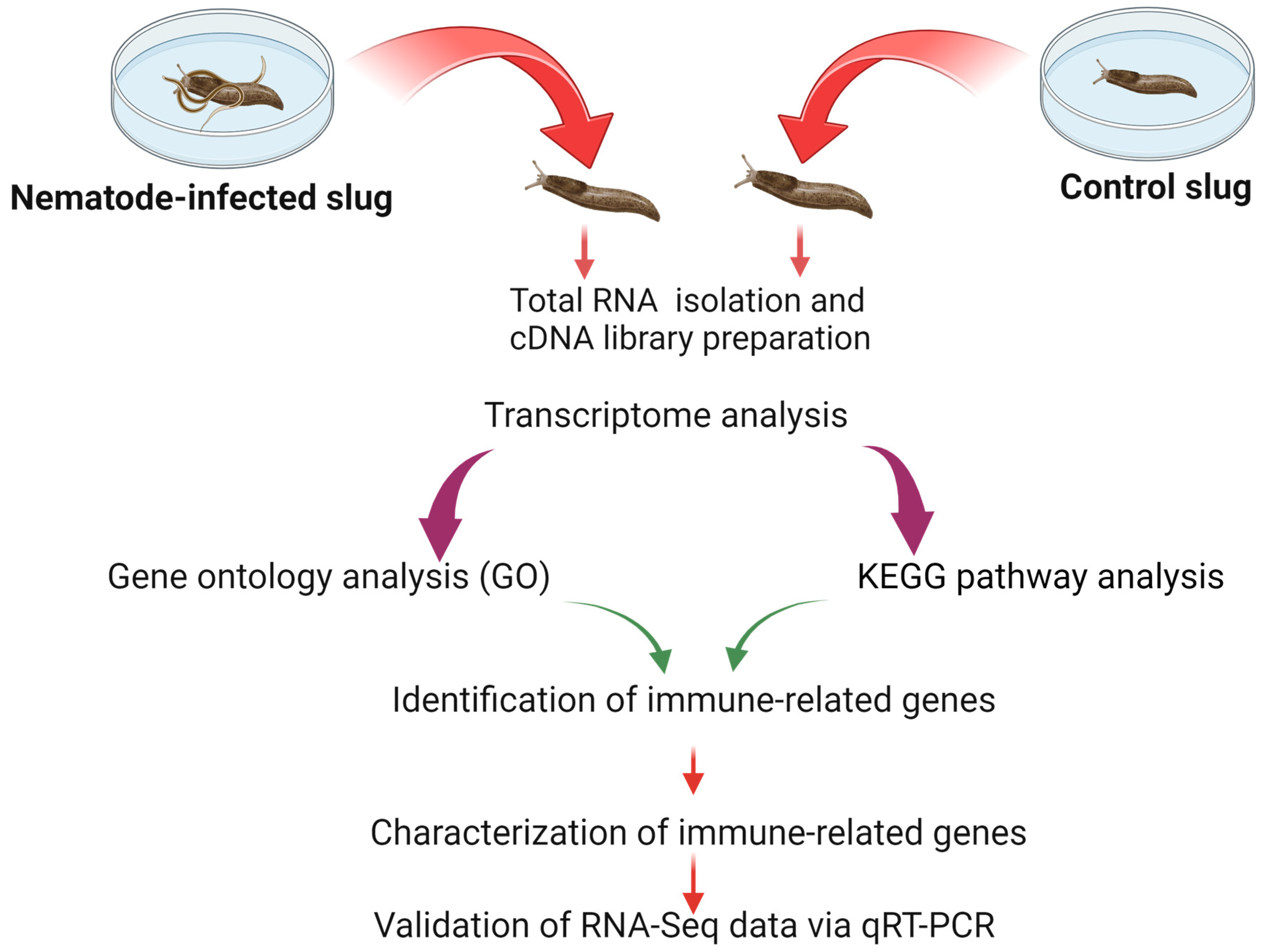 Insects 15 00311 g001