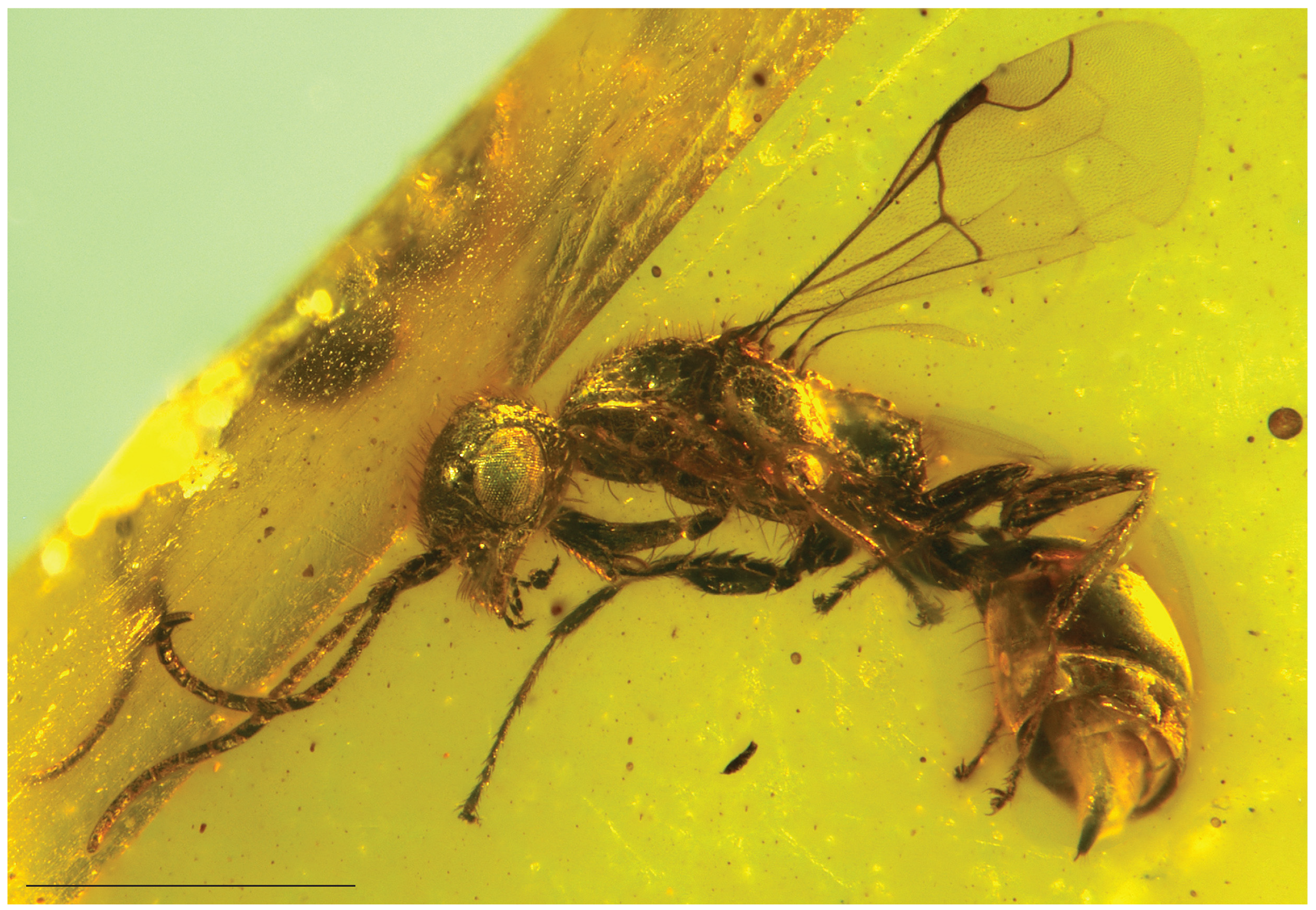 Insects 15 00318 g002