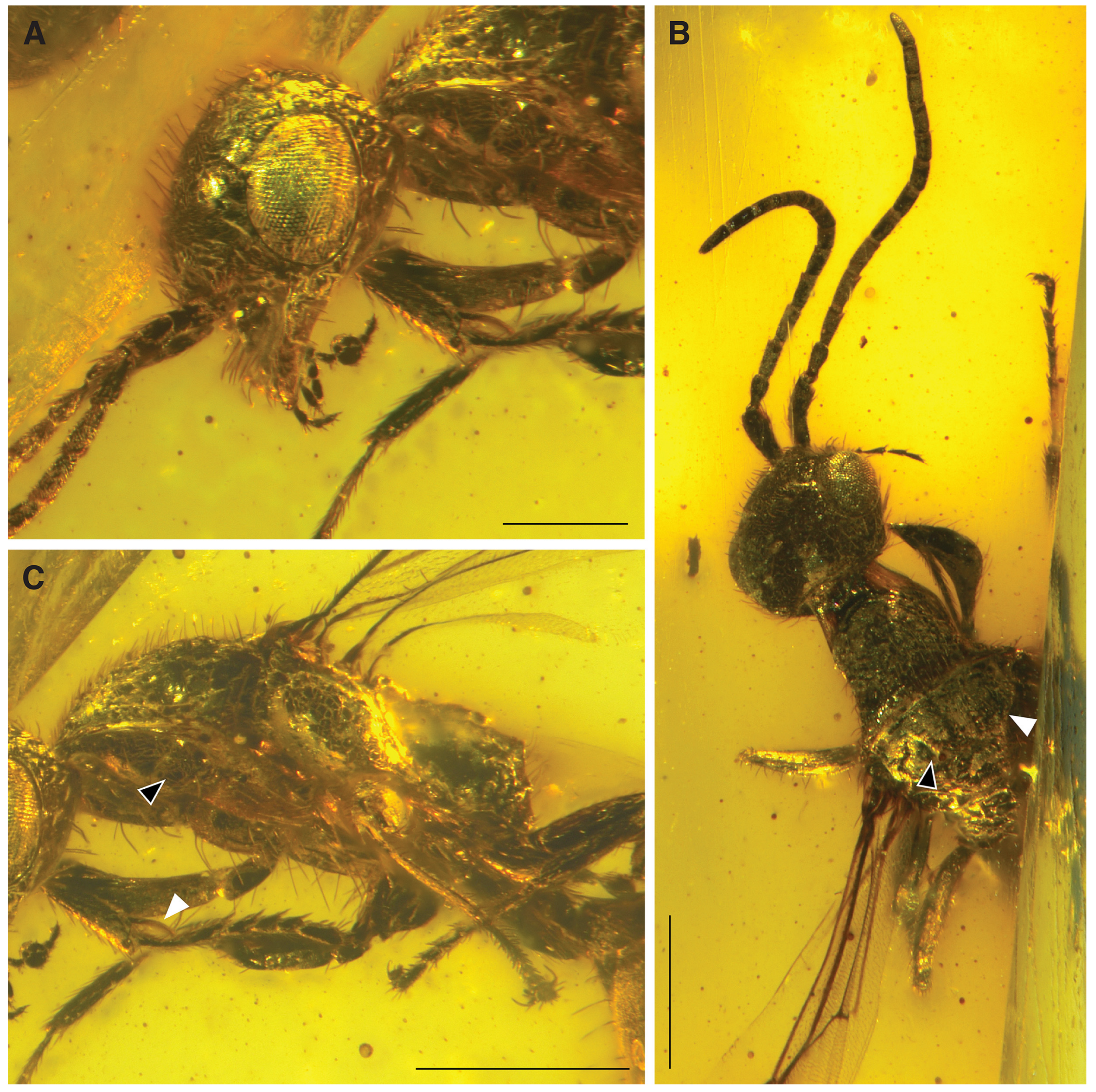 Insects 15 00318 g003