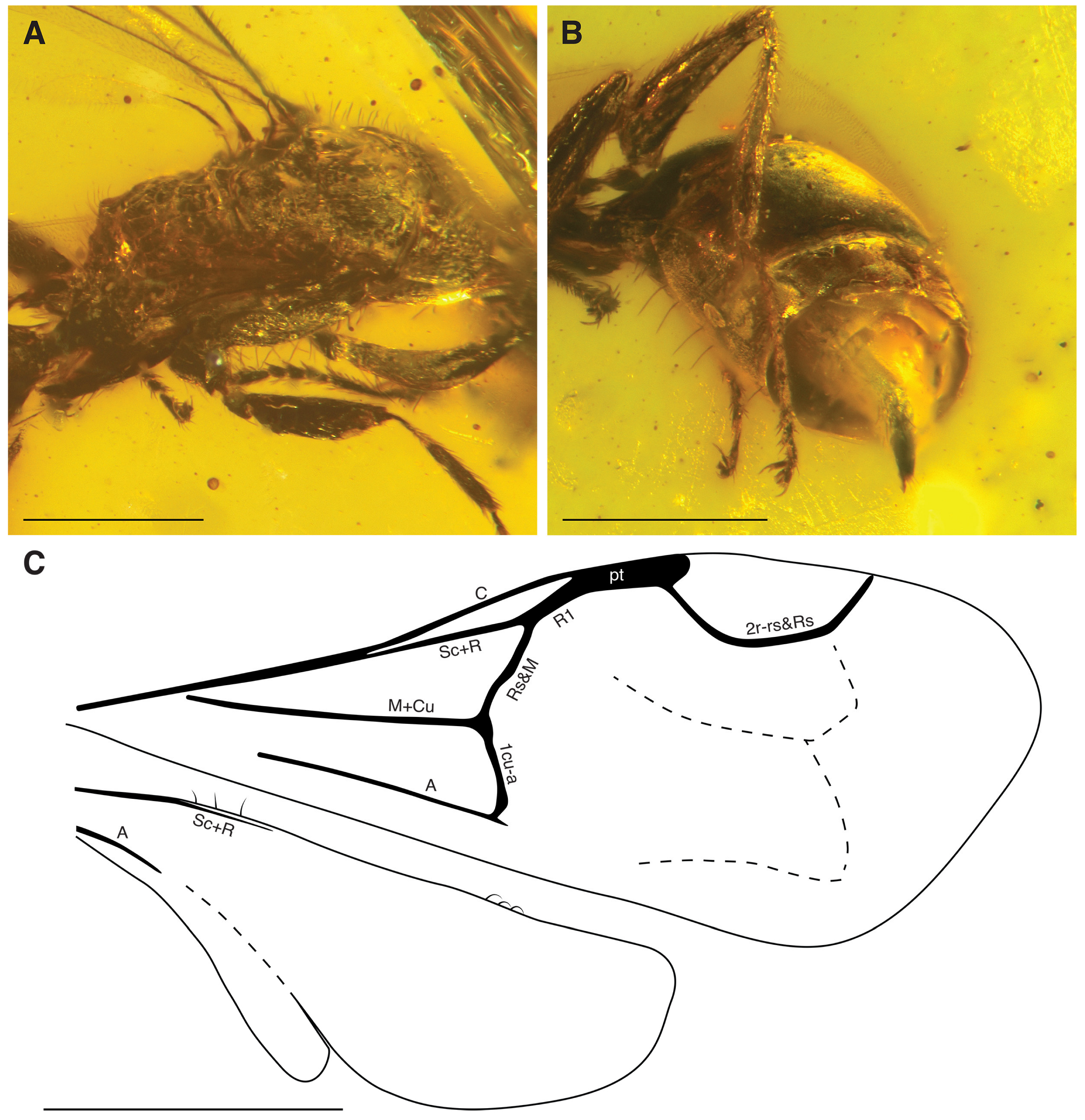 Insects 15 00318 g004