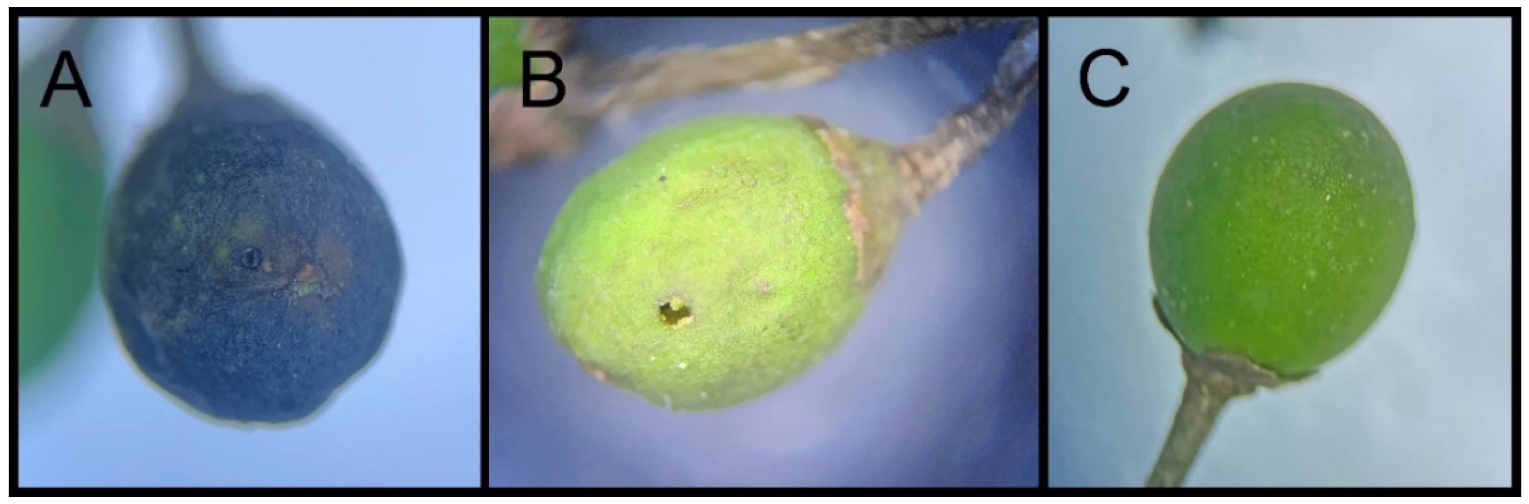 Insects 15 00320 g002 Insects 15 00320 g002