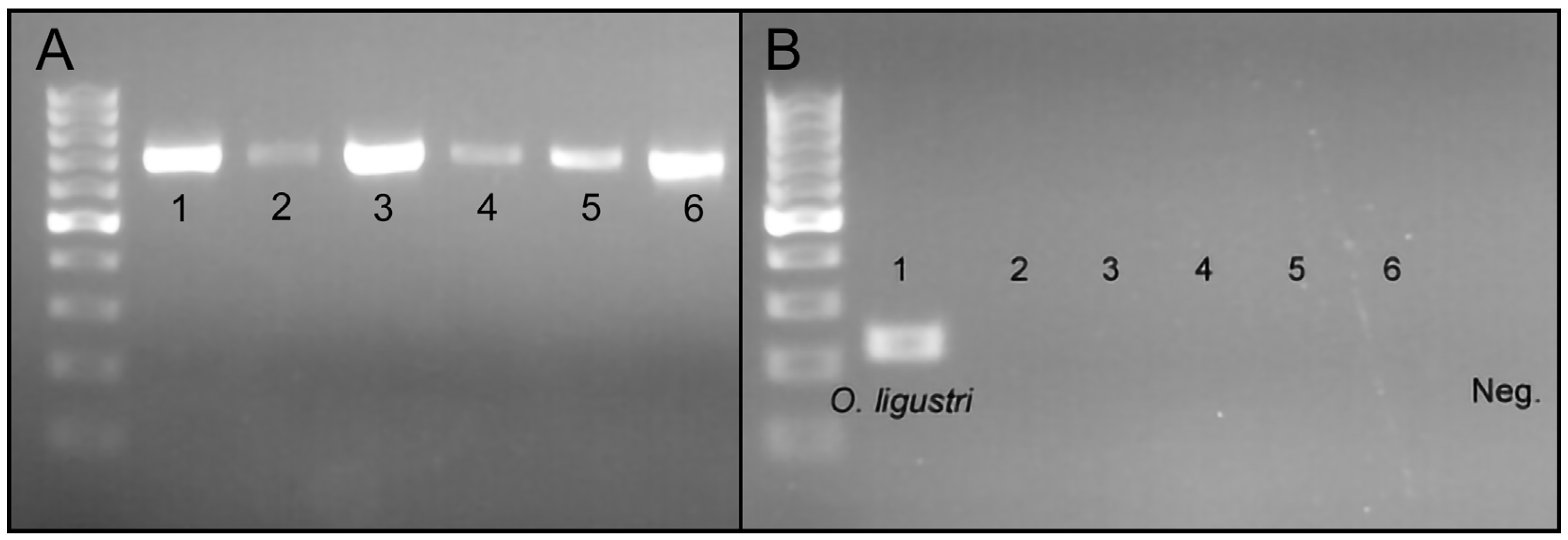 Insects 15 00320 g003 Insects 15 00320 g003