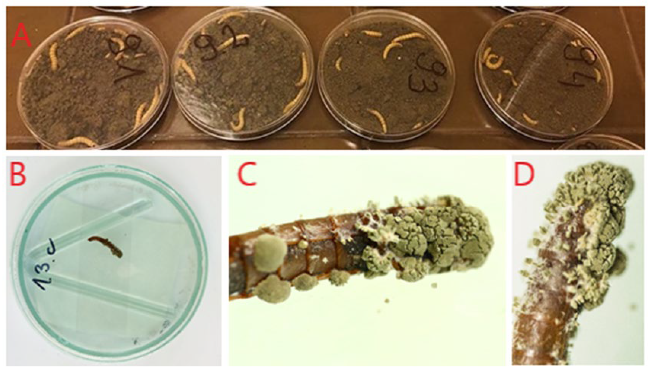 Insects 15 00341 g001 Insects 15 00341 g001