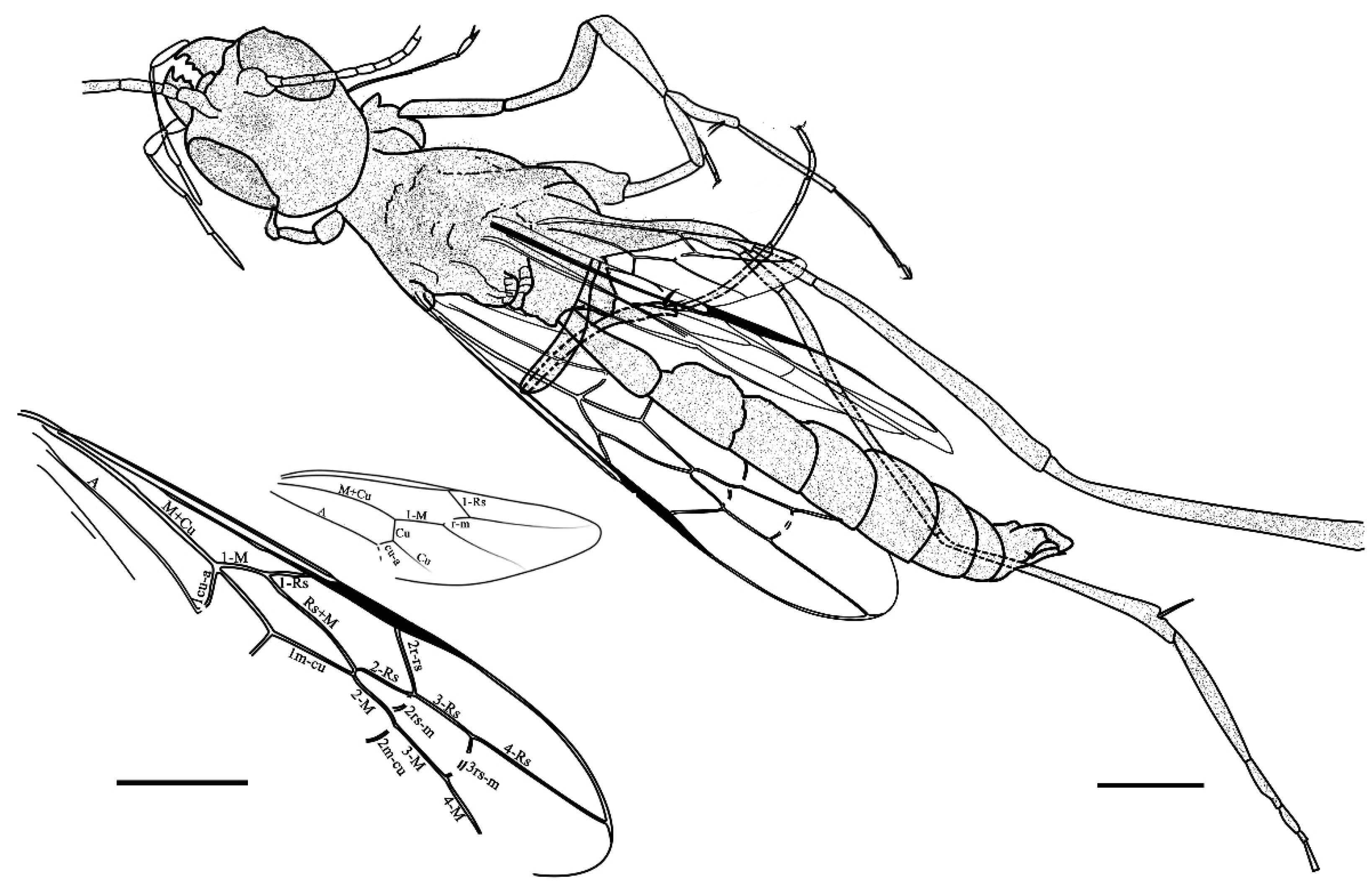 Insects 15 00351 g004