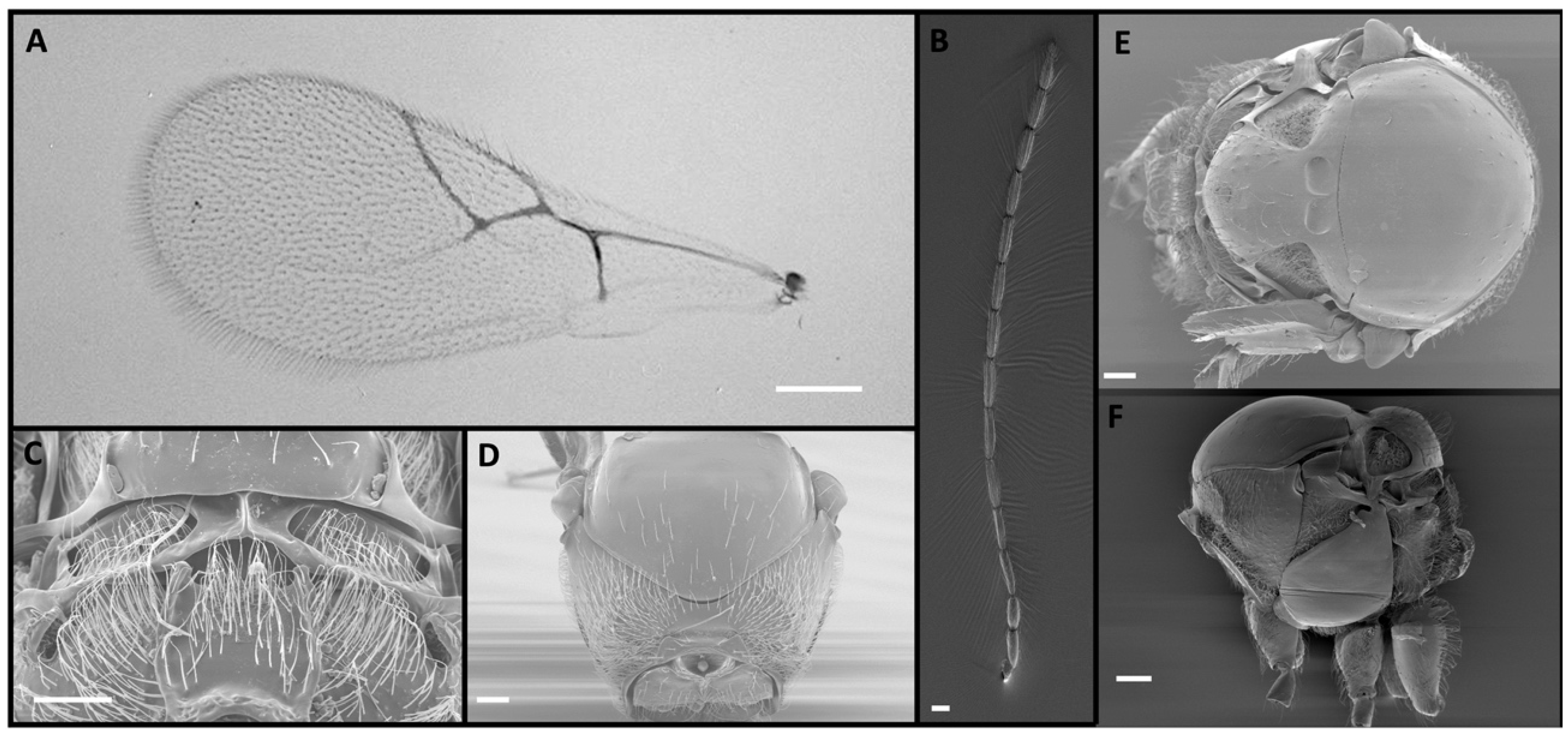 Insects 15 00354 g001
