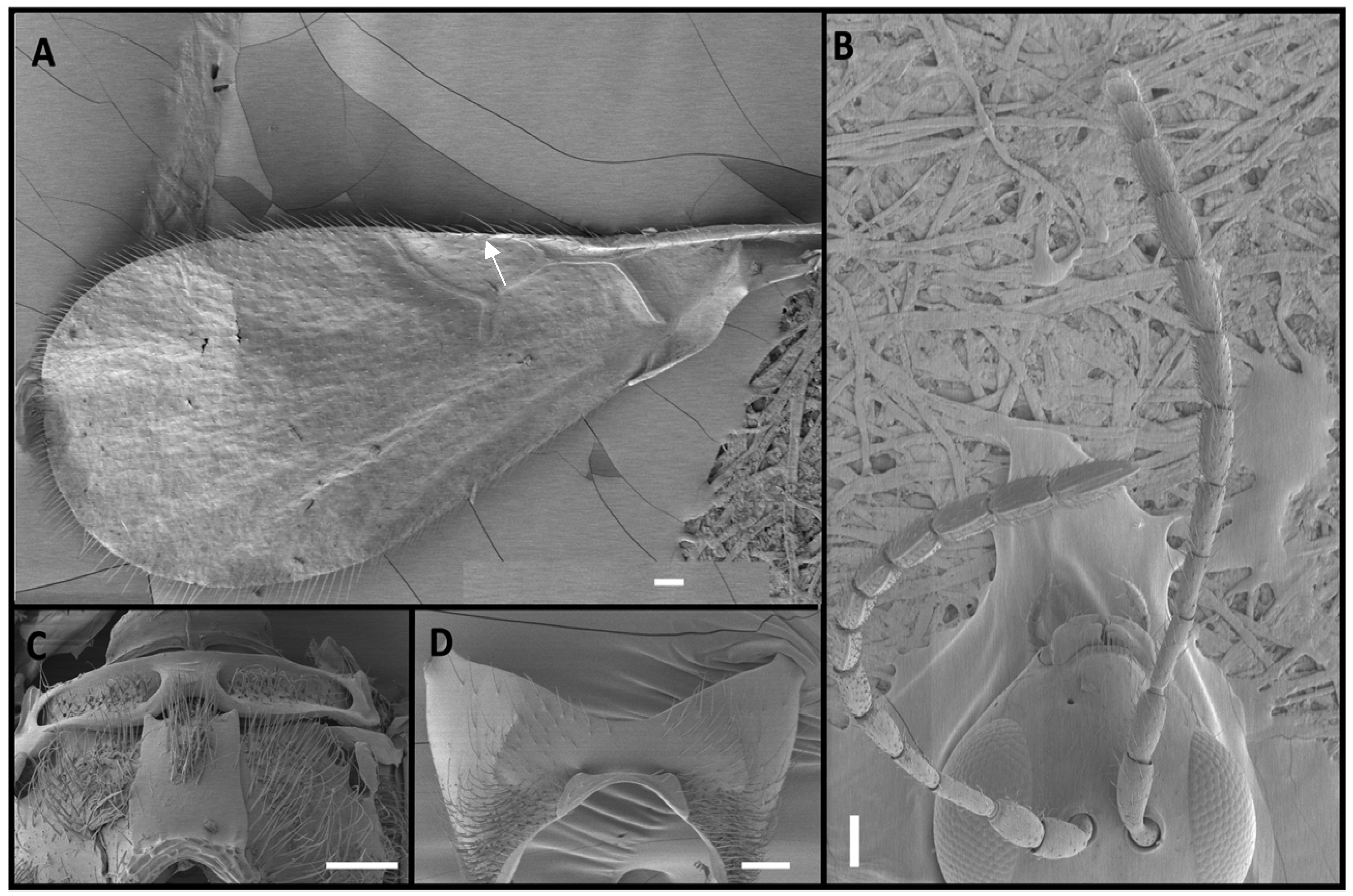 Insects 15 00354 g002