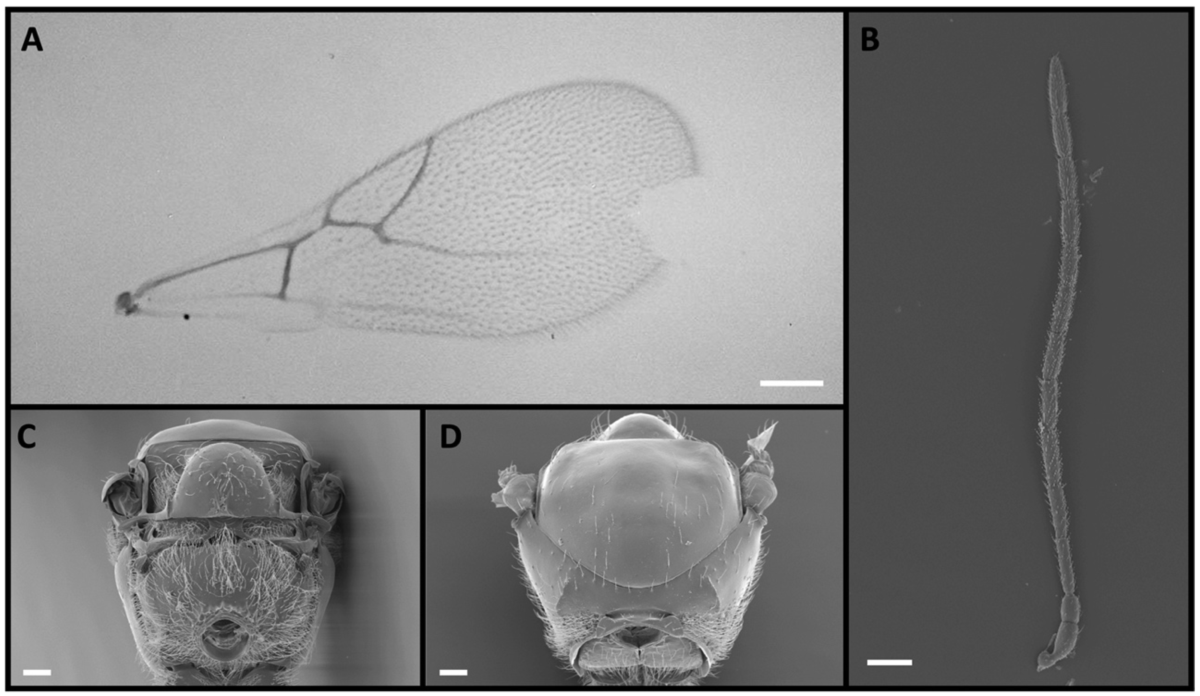 Insects 15 00354 g003