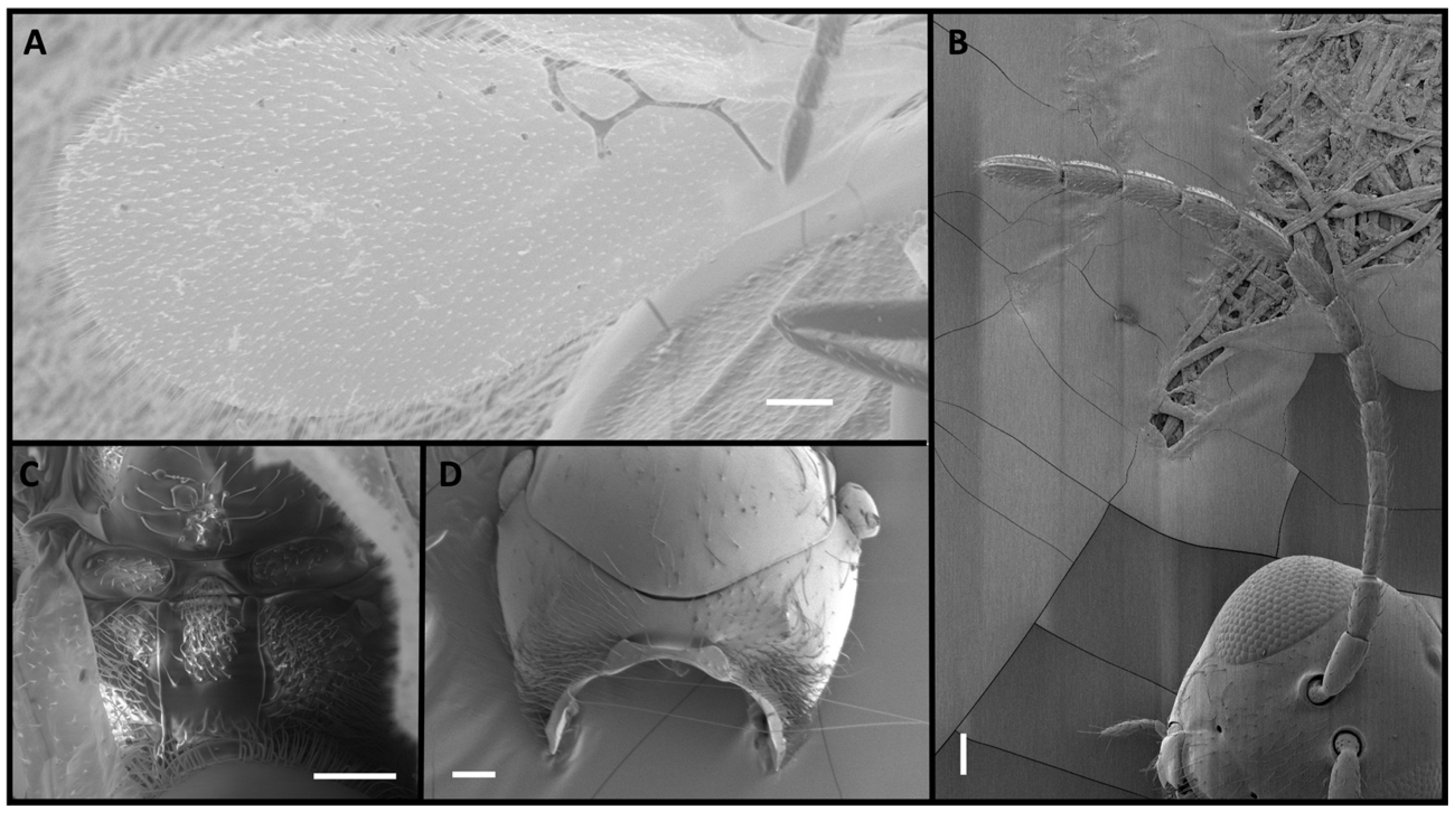 Insects 15 00354 g005