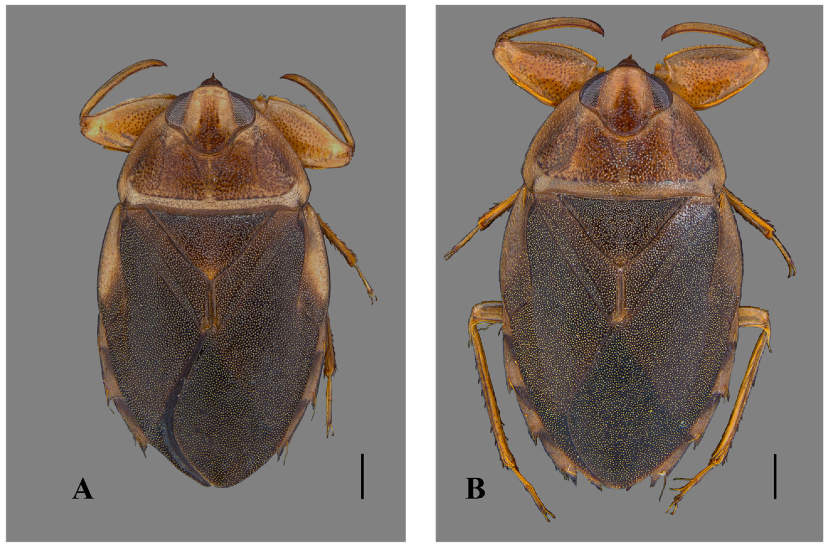 Insects 15 00383 g001