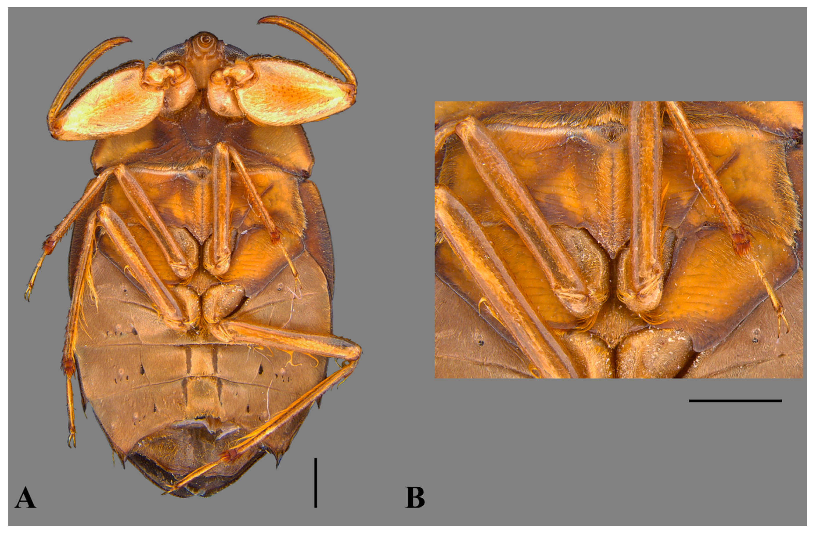 Insects 15 00383 g002