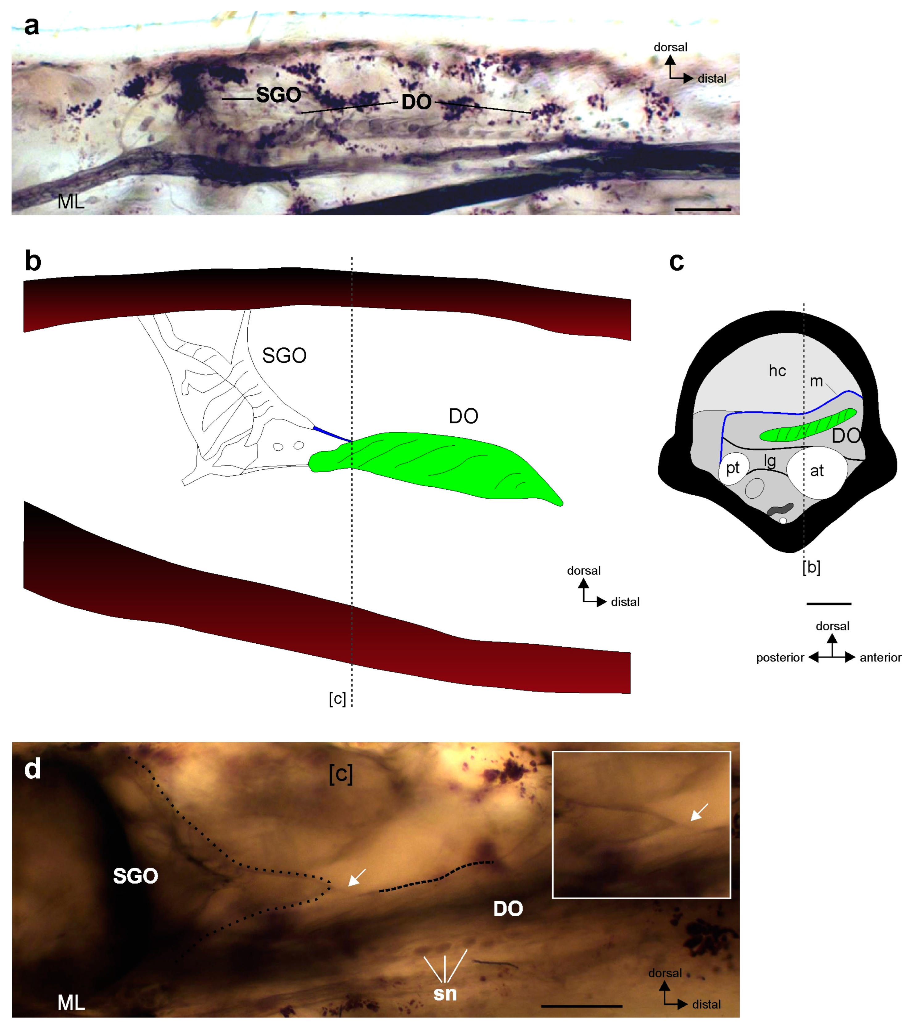 Insects 15 00392 g001