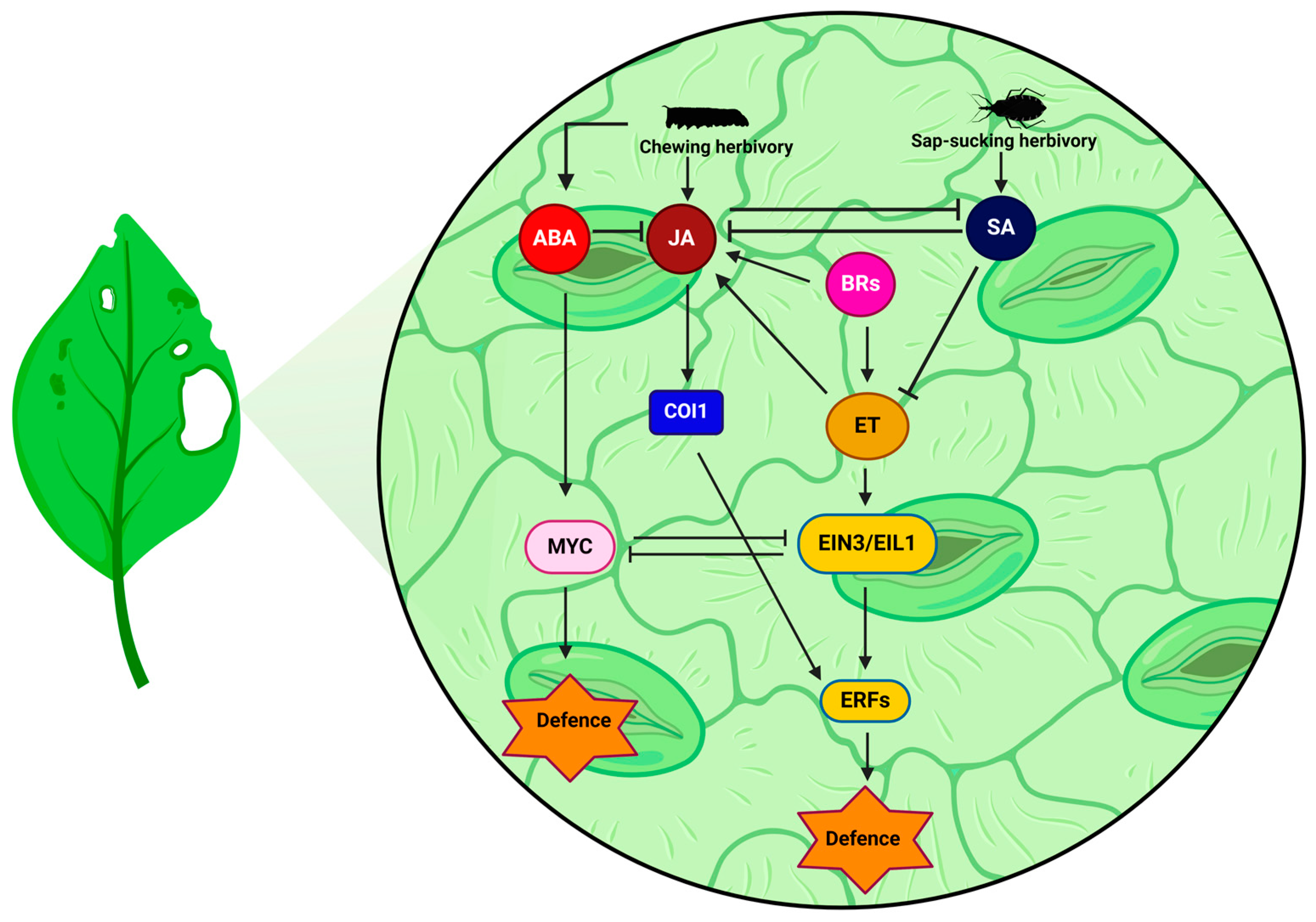 Insects 15 00404 g003