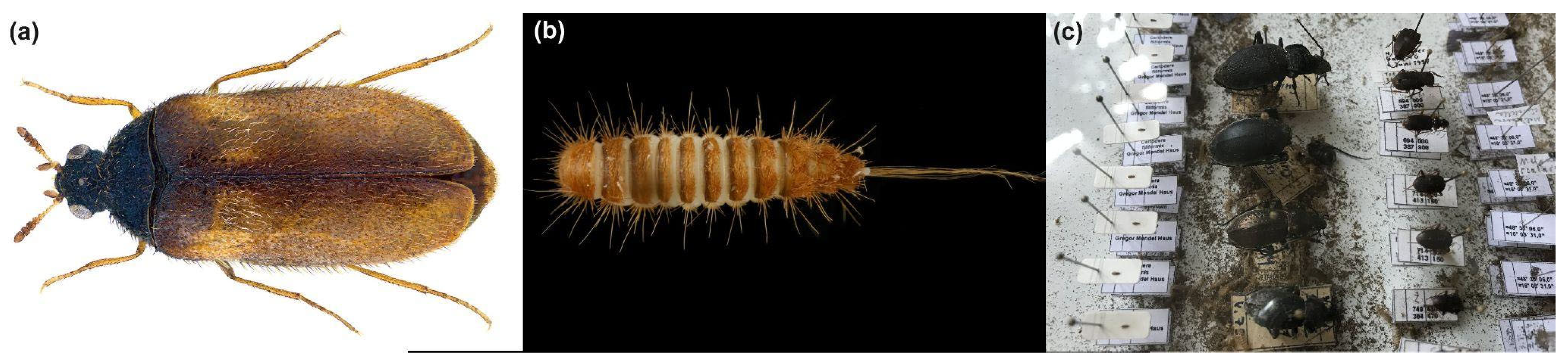 Insects 15 00405 g001