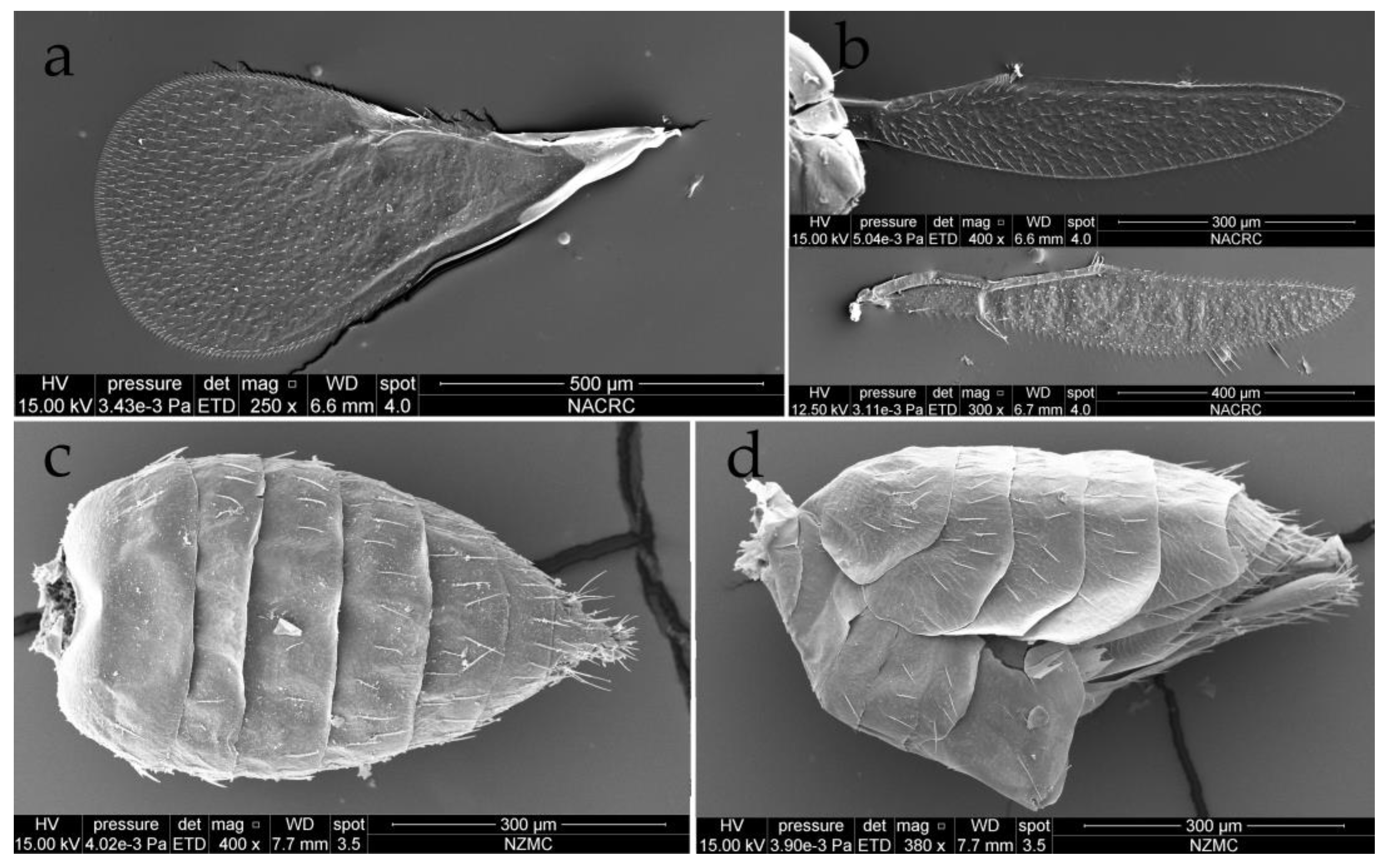 Insects 15 00406 g007