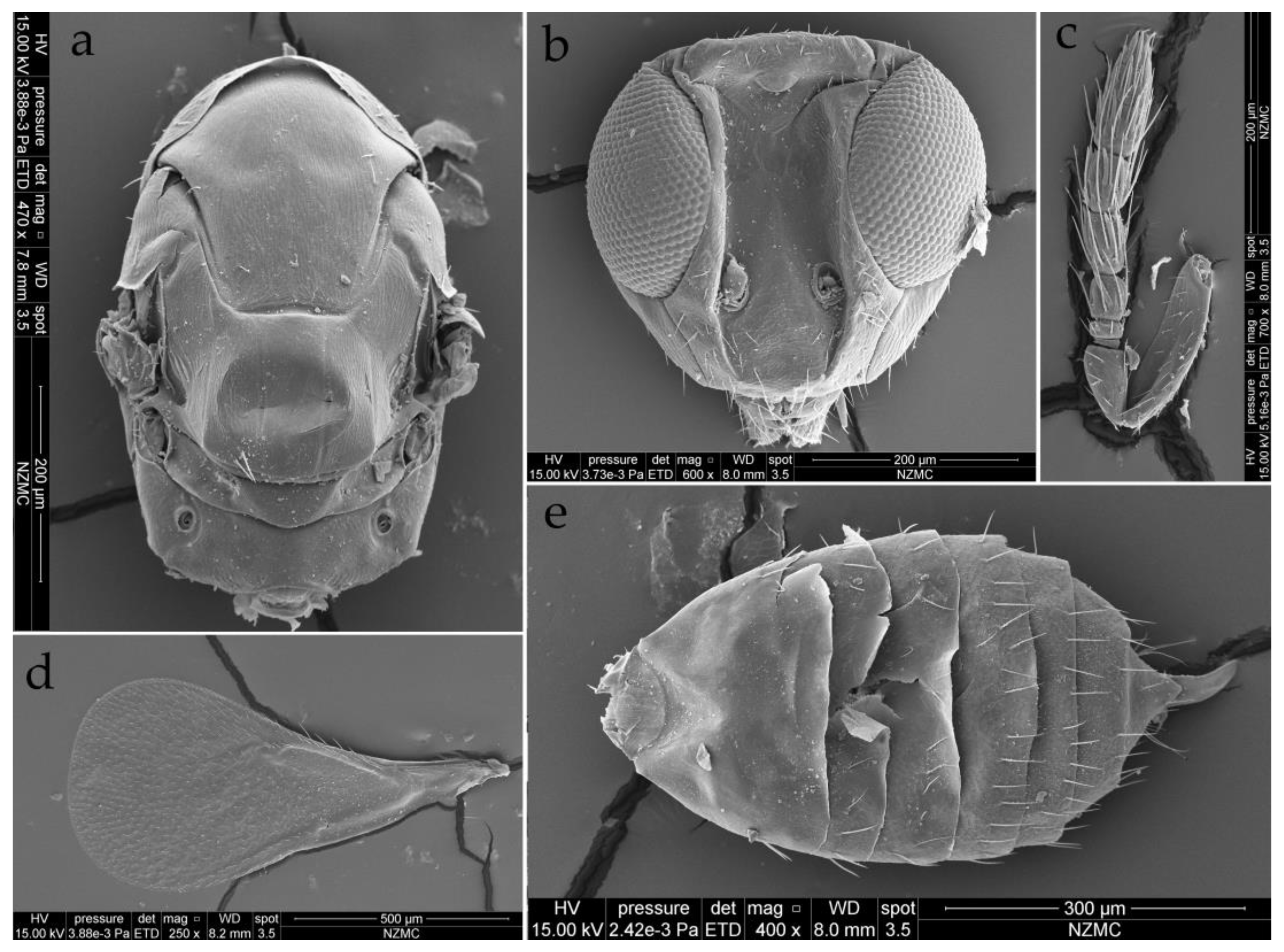 Insects 15 00406 g008