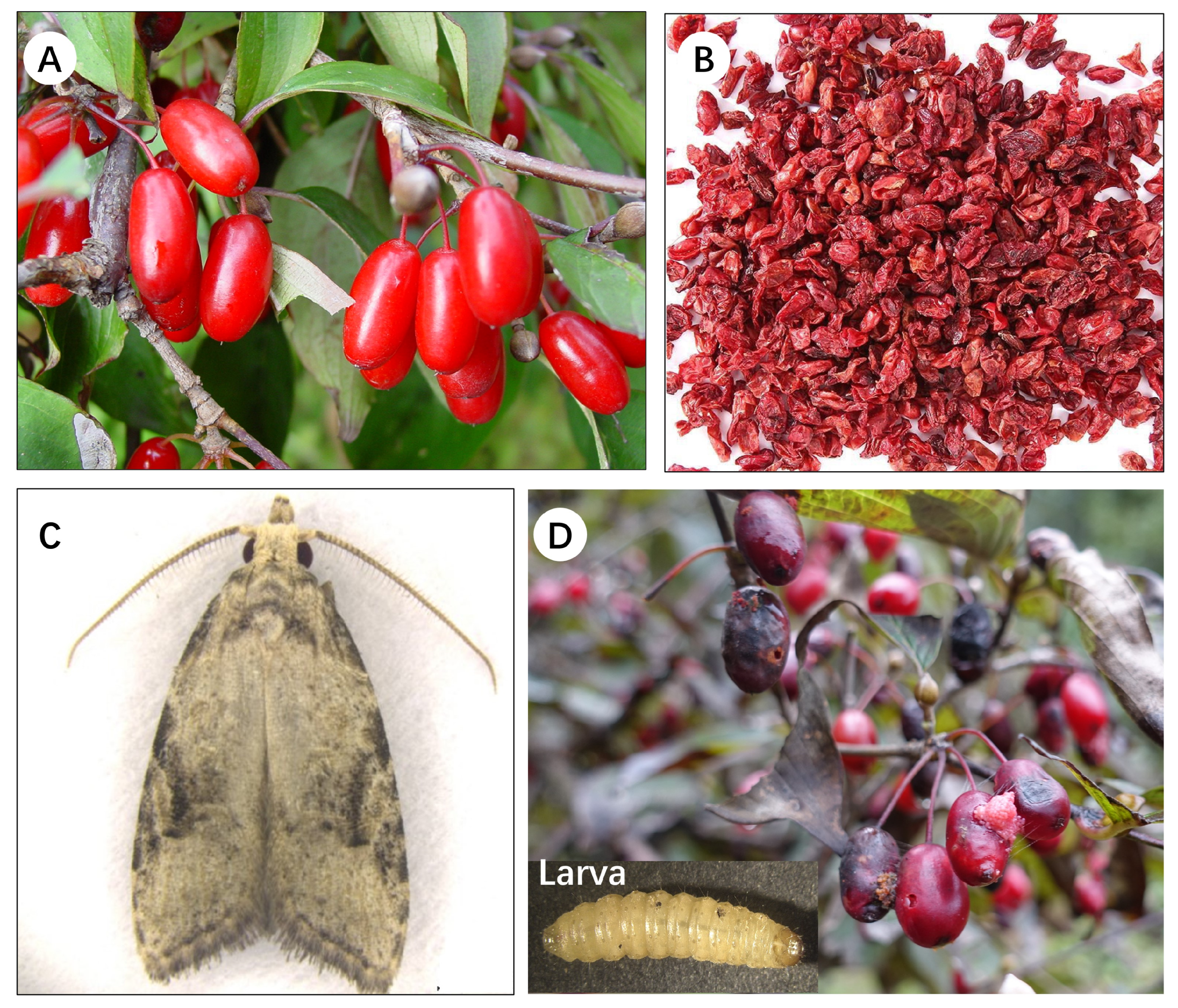 Insects 15 00411 g001