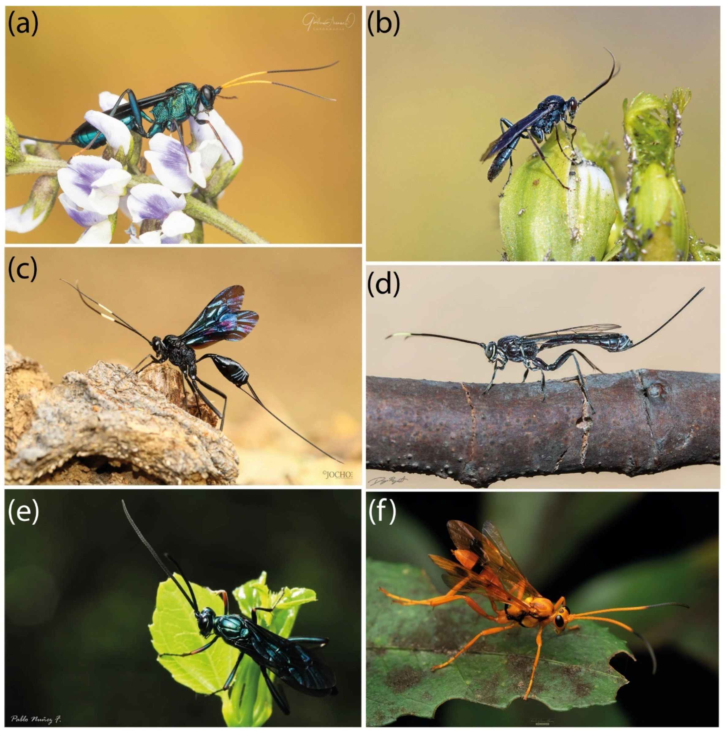 Insects 15 00415 g001