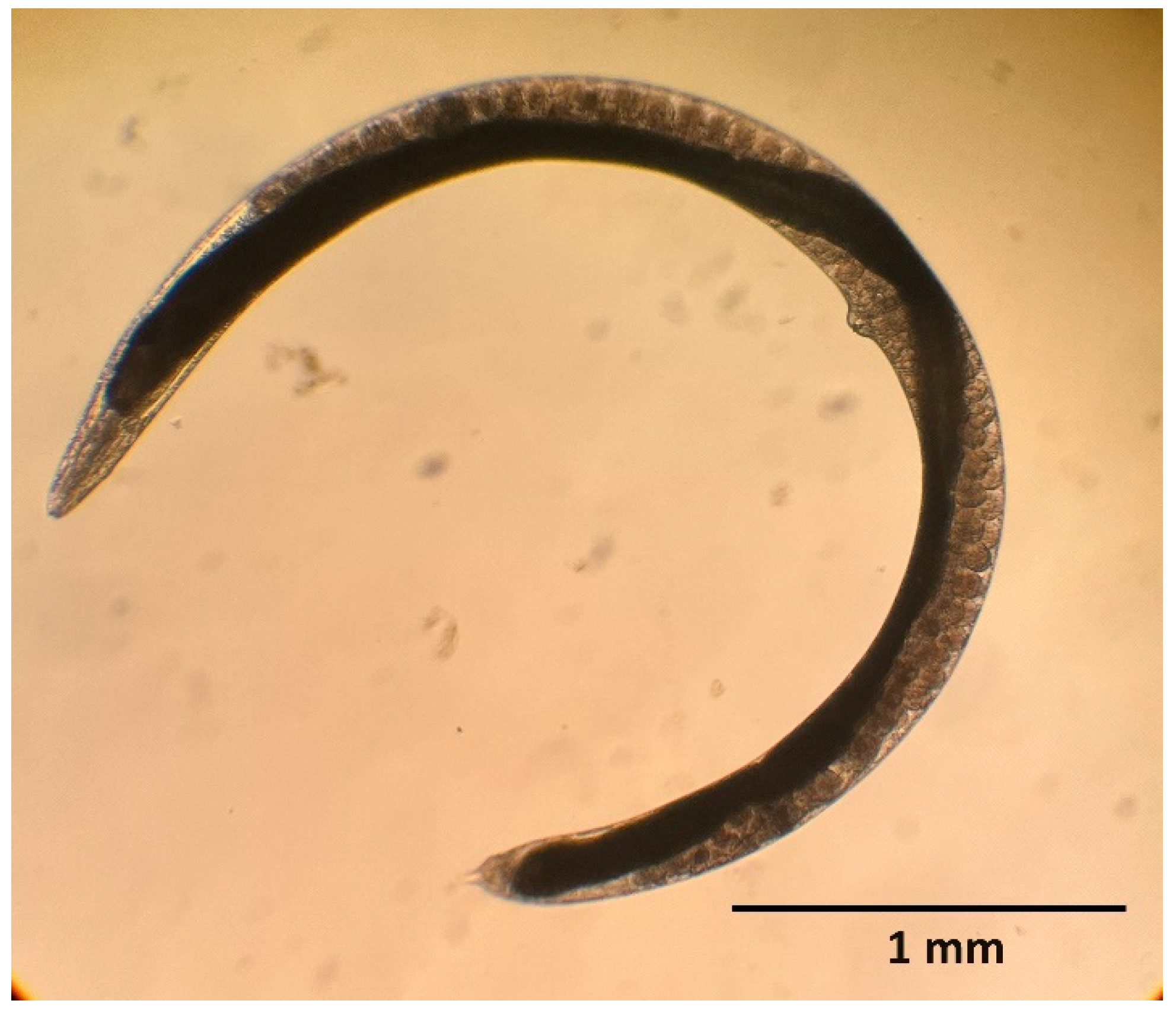 Insects 15 00421 g001