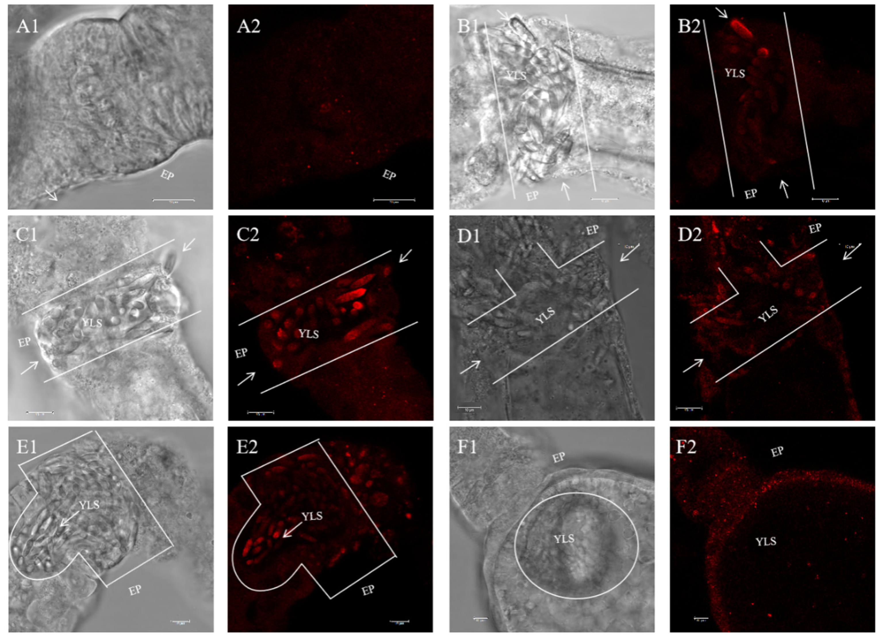 Insects 15 00425 g003