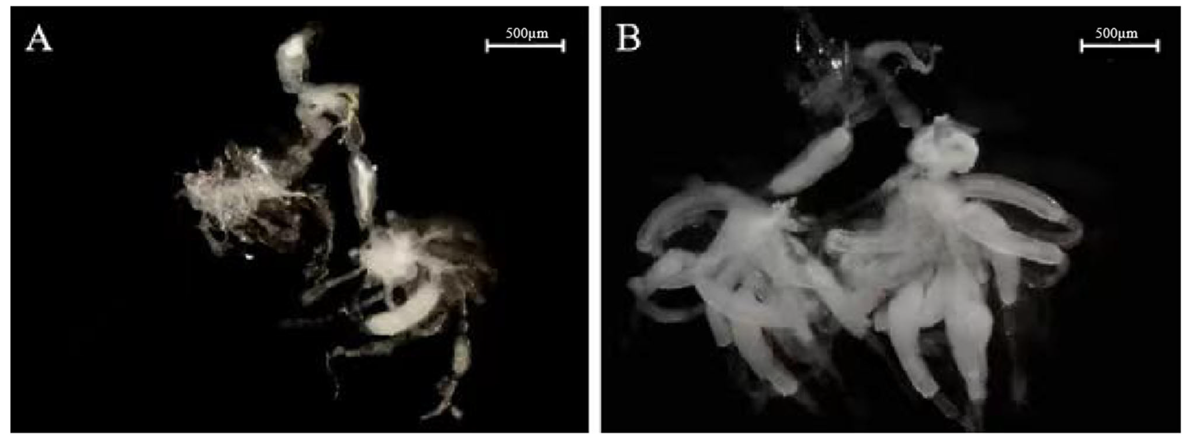 Insects 15 00425 g005