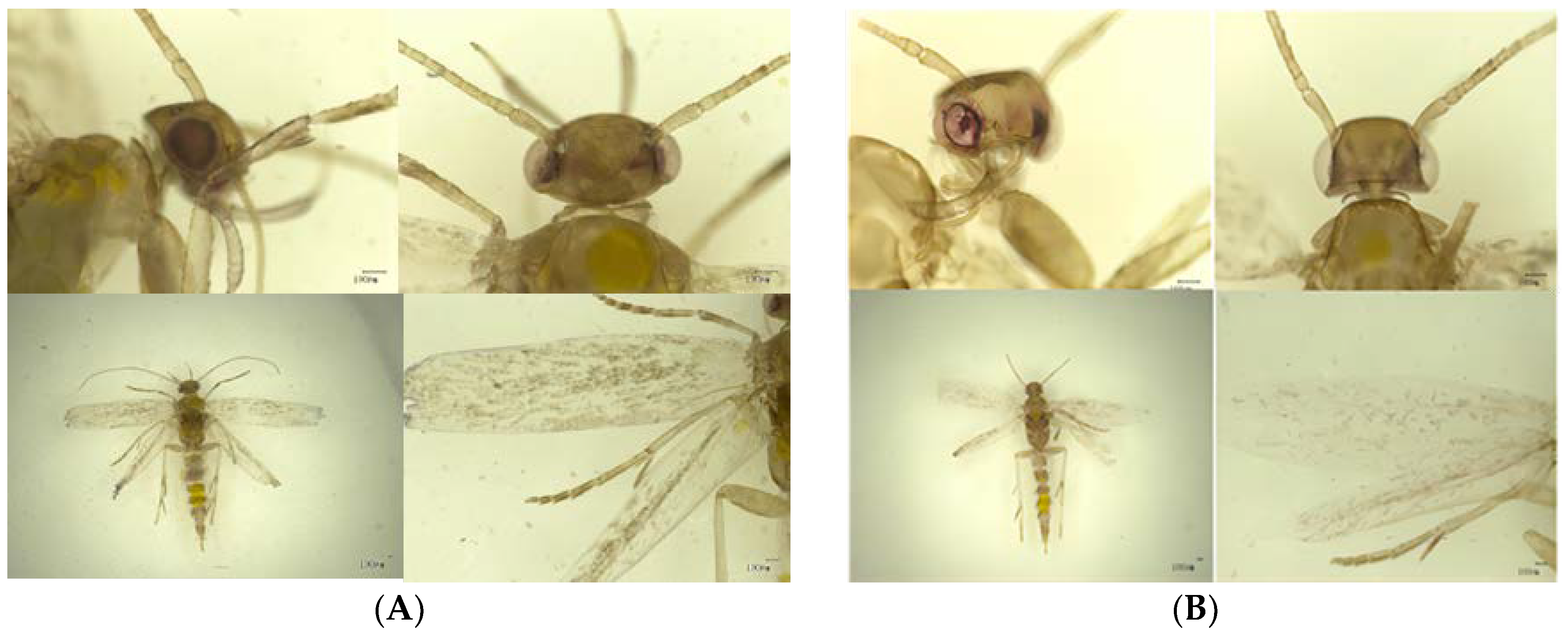 Insects 15 00433 g001