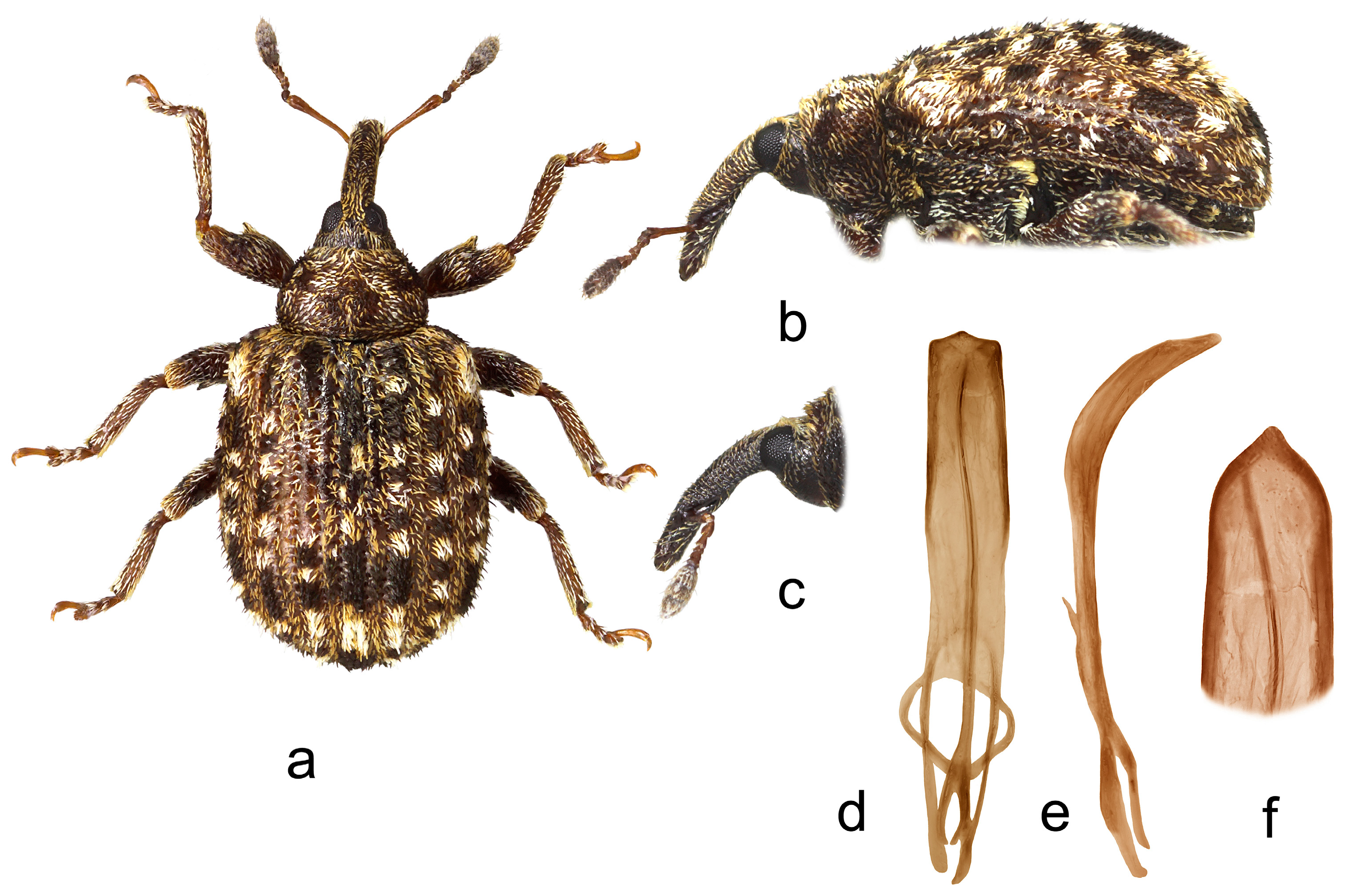 Insects 15 00434 g002