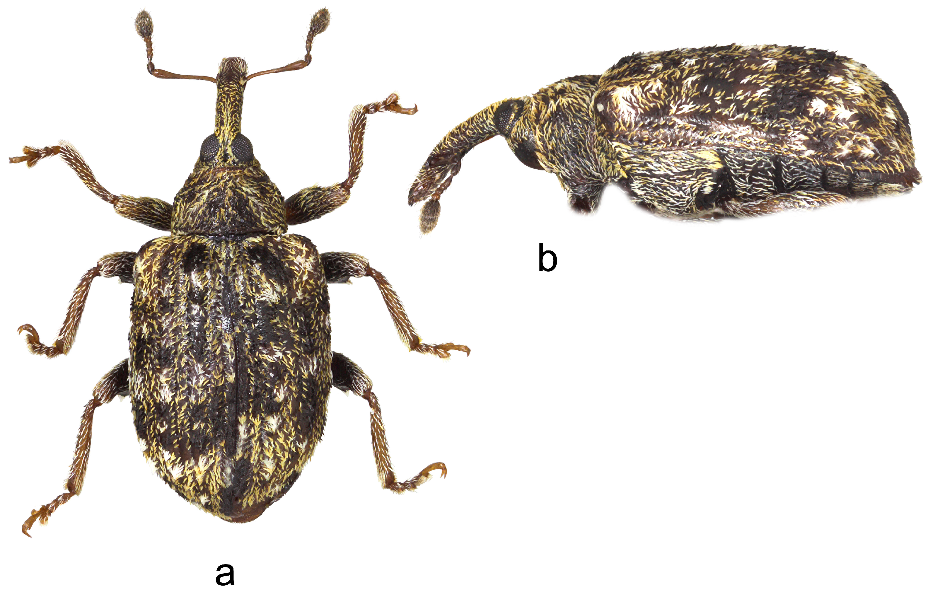 Insects 15 00434 g003