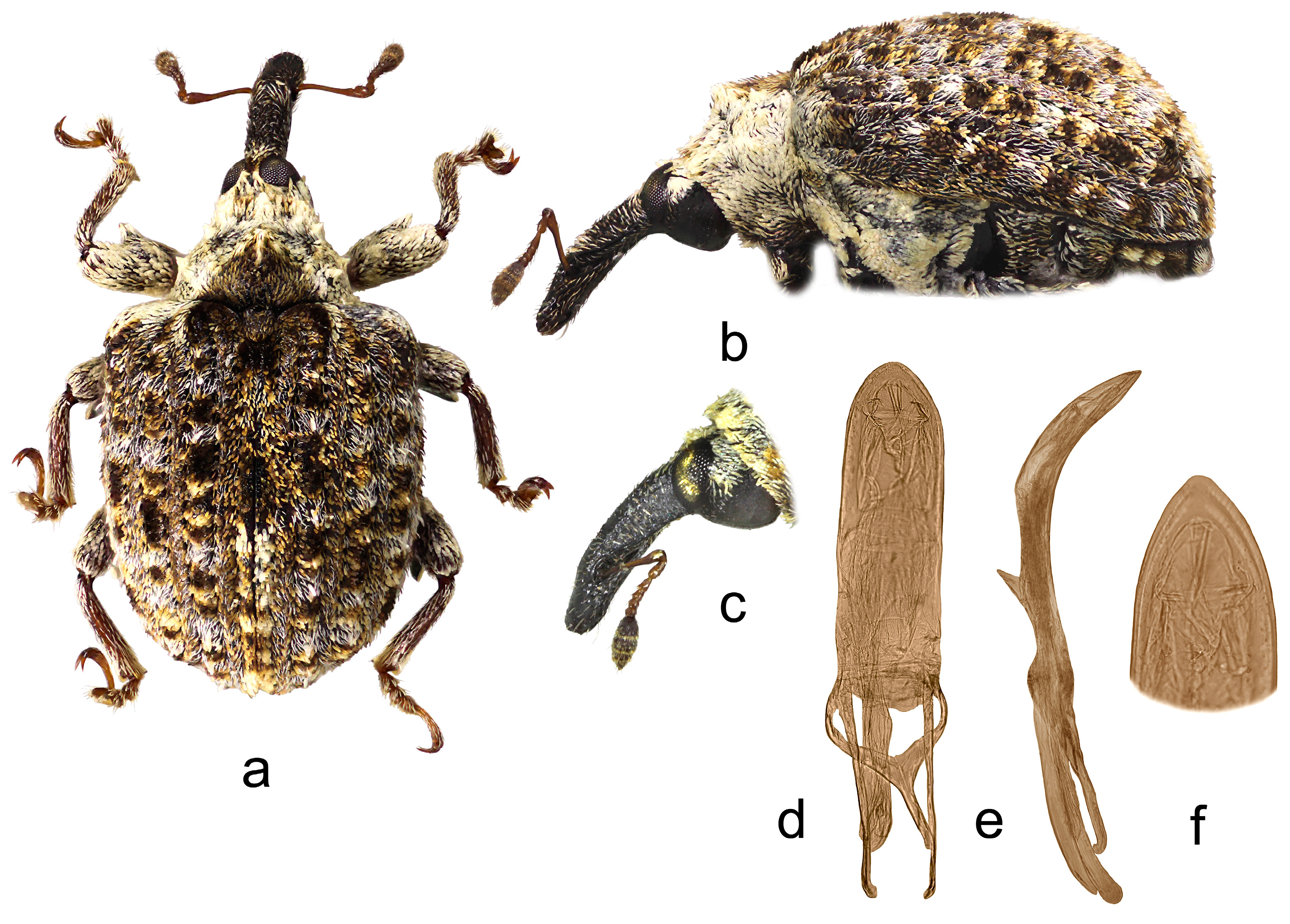 Insects 15 00434 g004