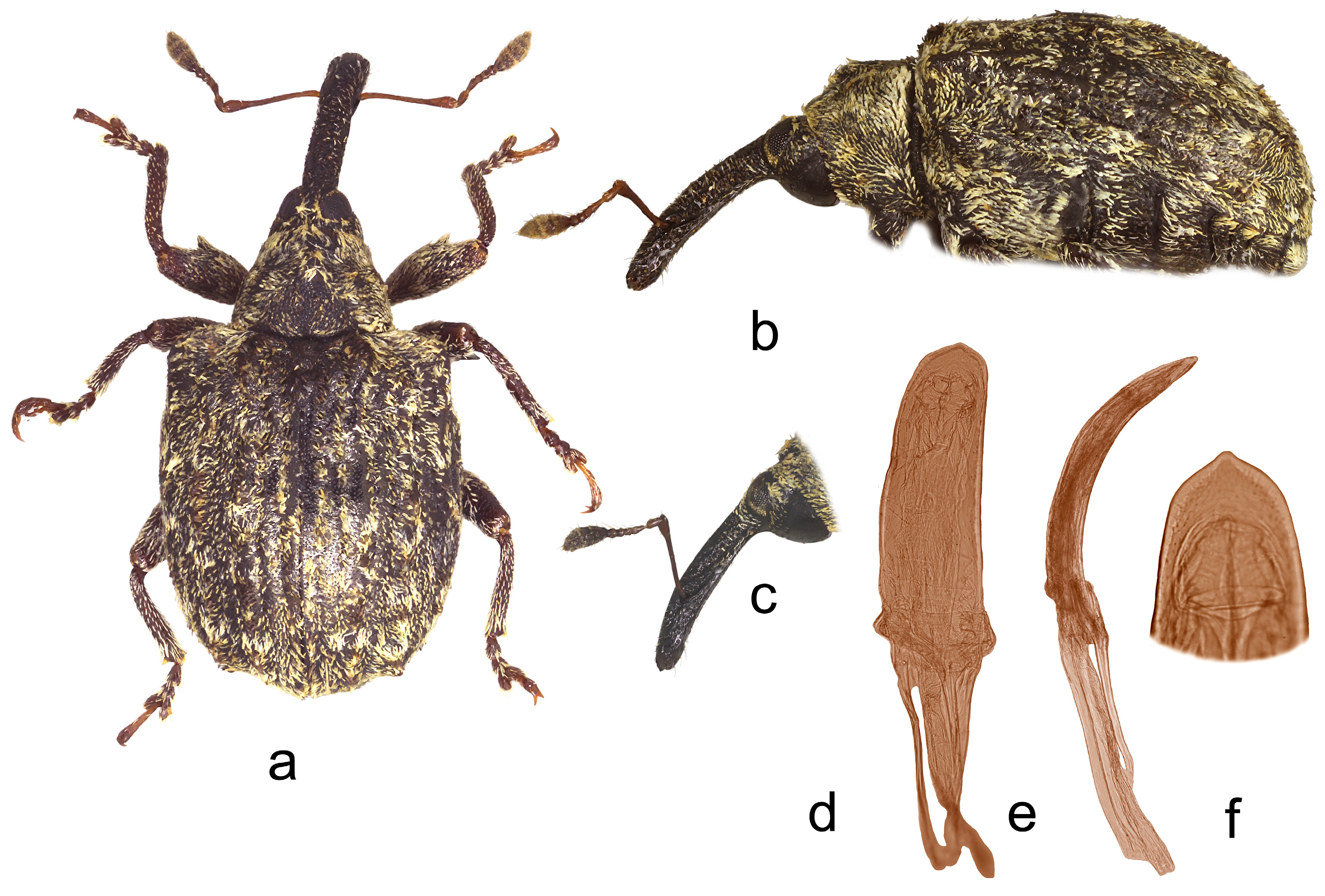 Insects 15 00434 g005