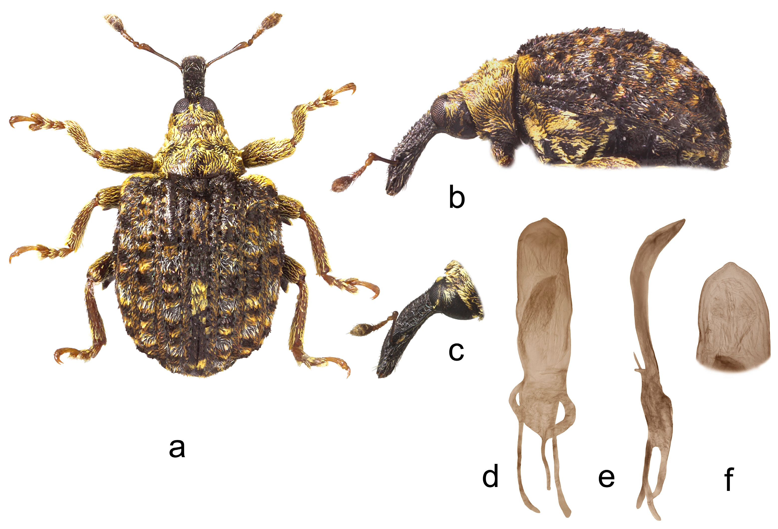 Insects 15 00434 g009