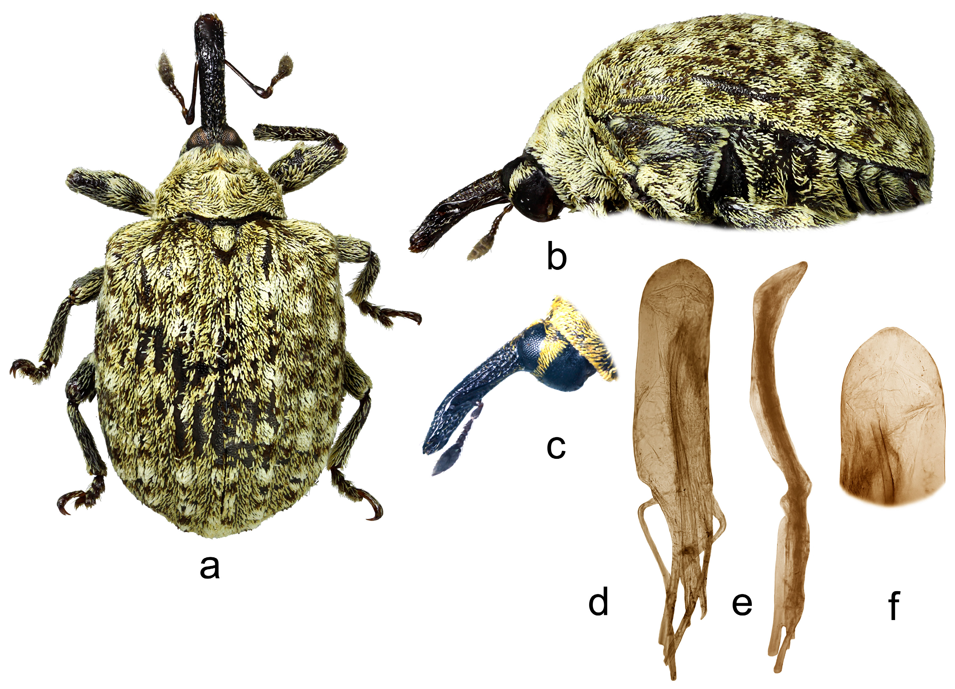 Insects 15 00434 g011