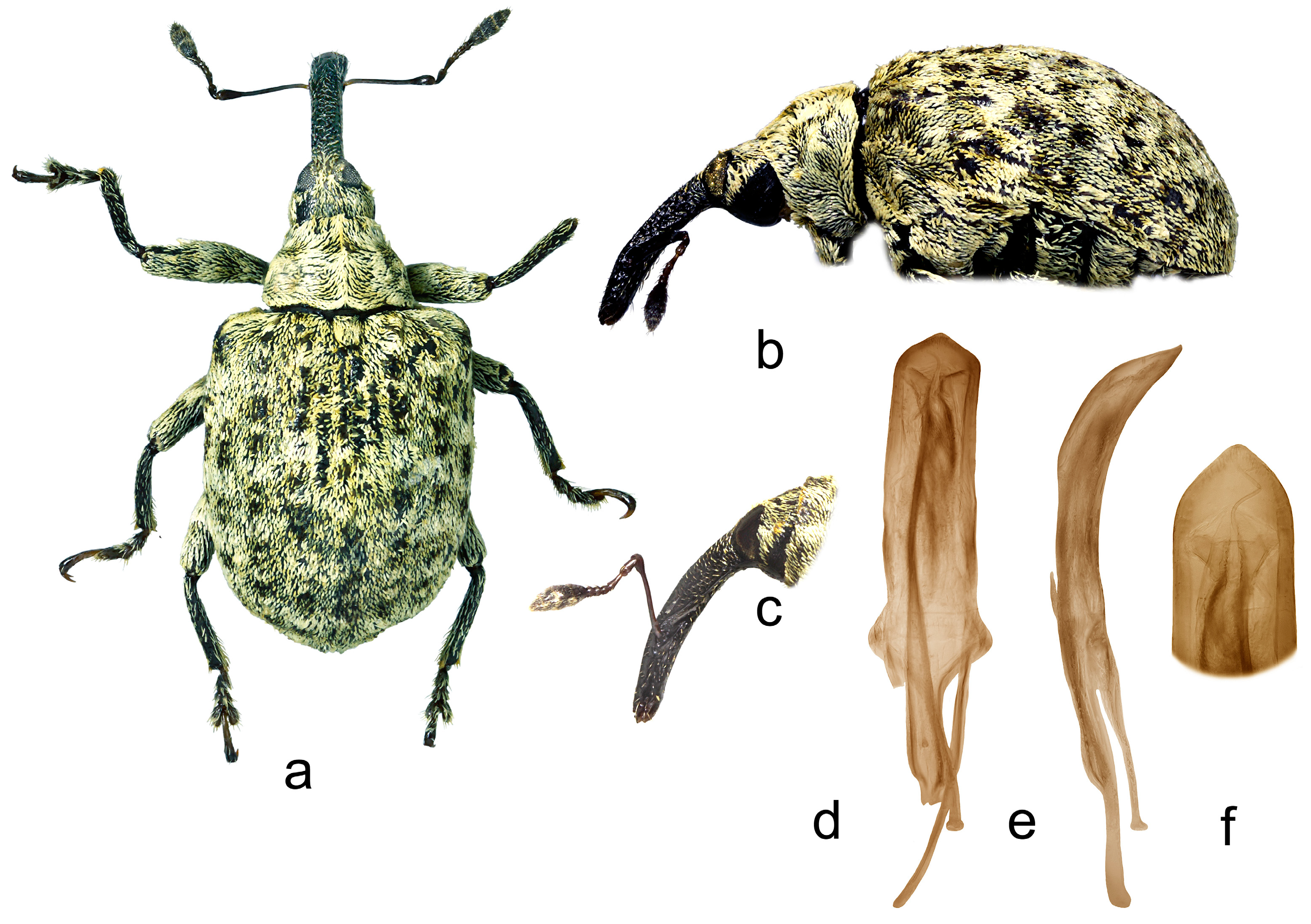 Insects 15 00434 g012