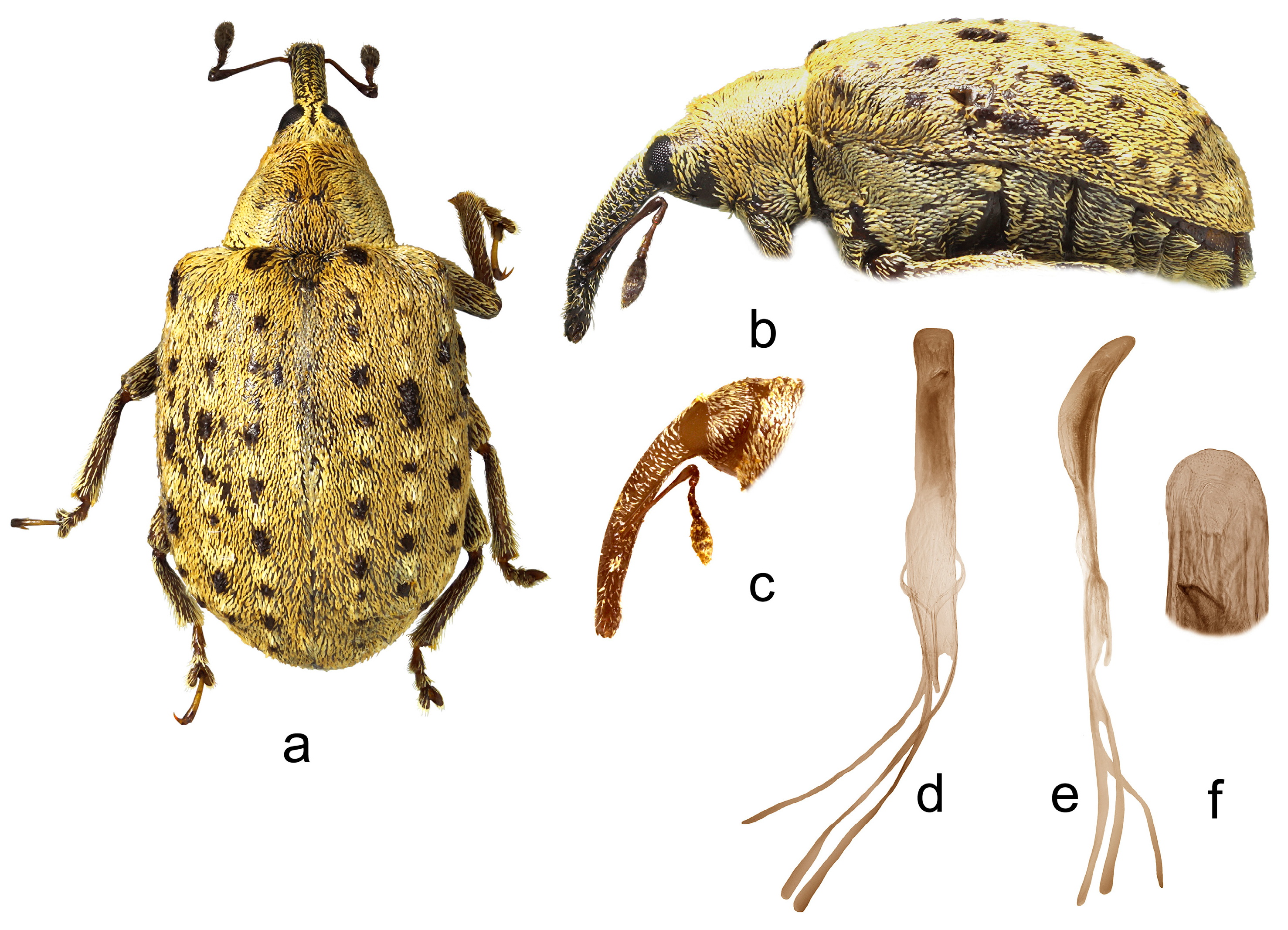 Insects 15 00434 g017