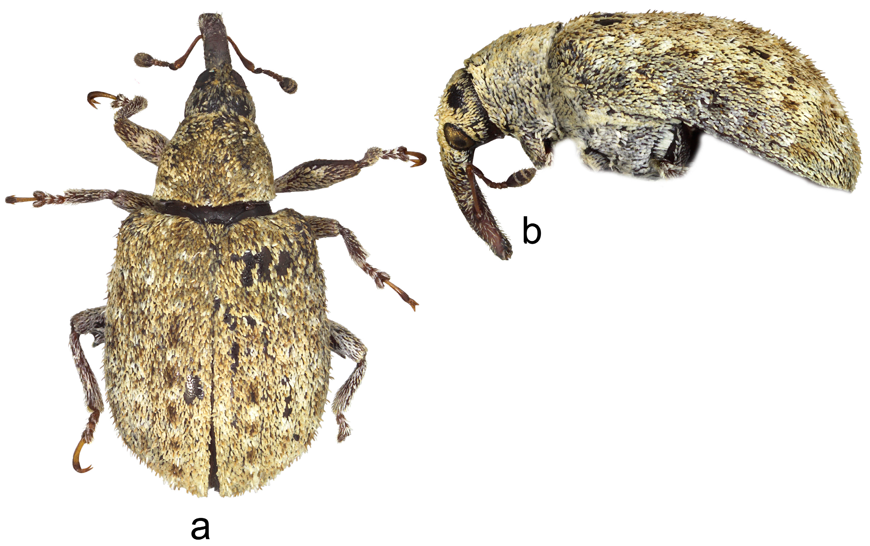 Insects 15 00434 g018