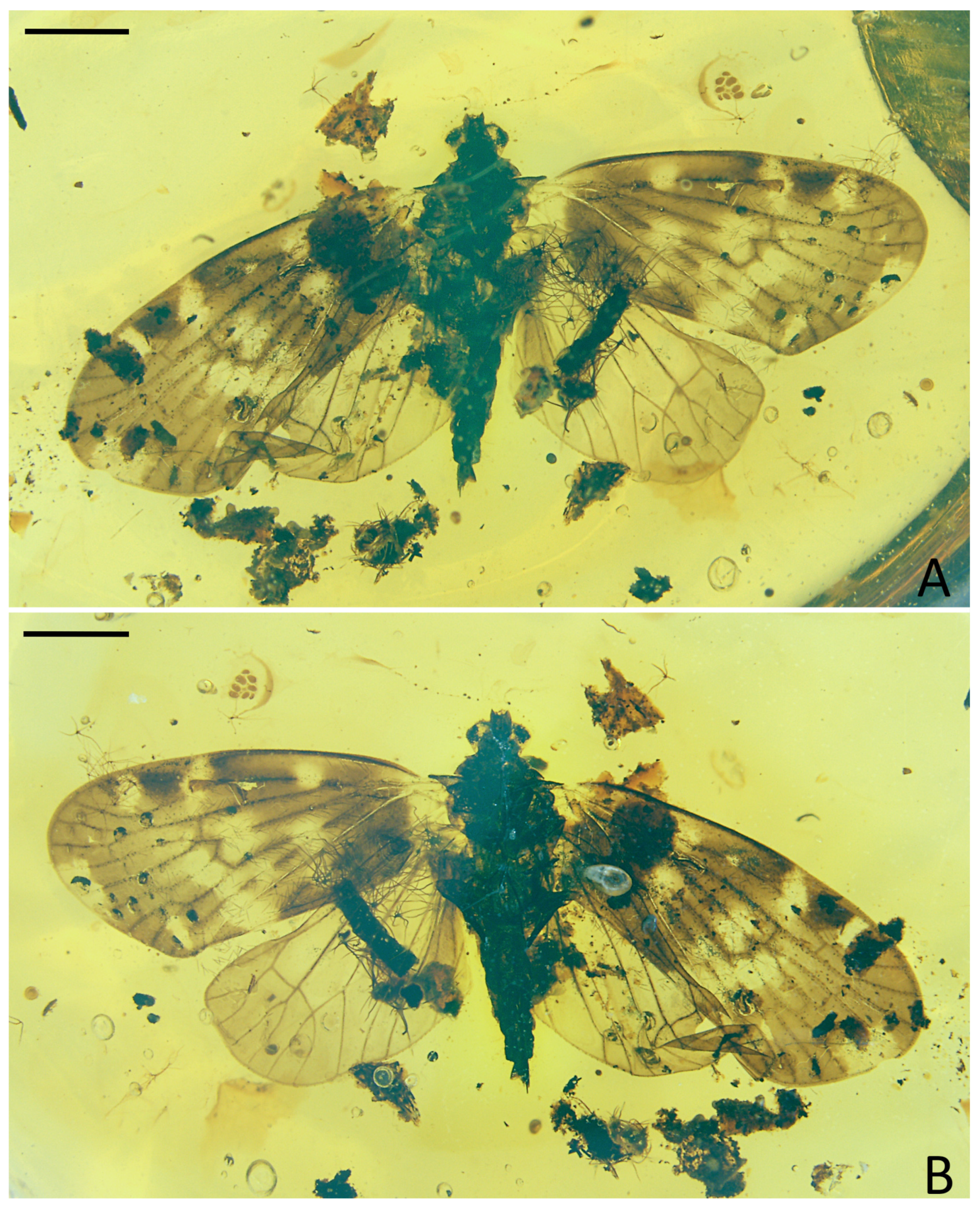 Insects 15 00439 g001