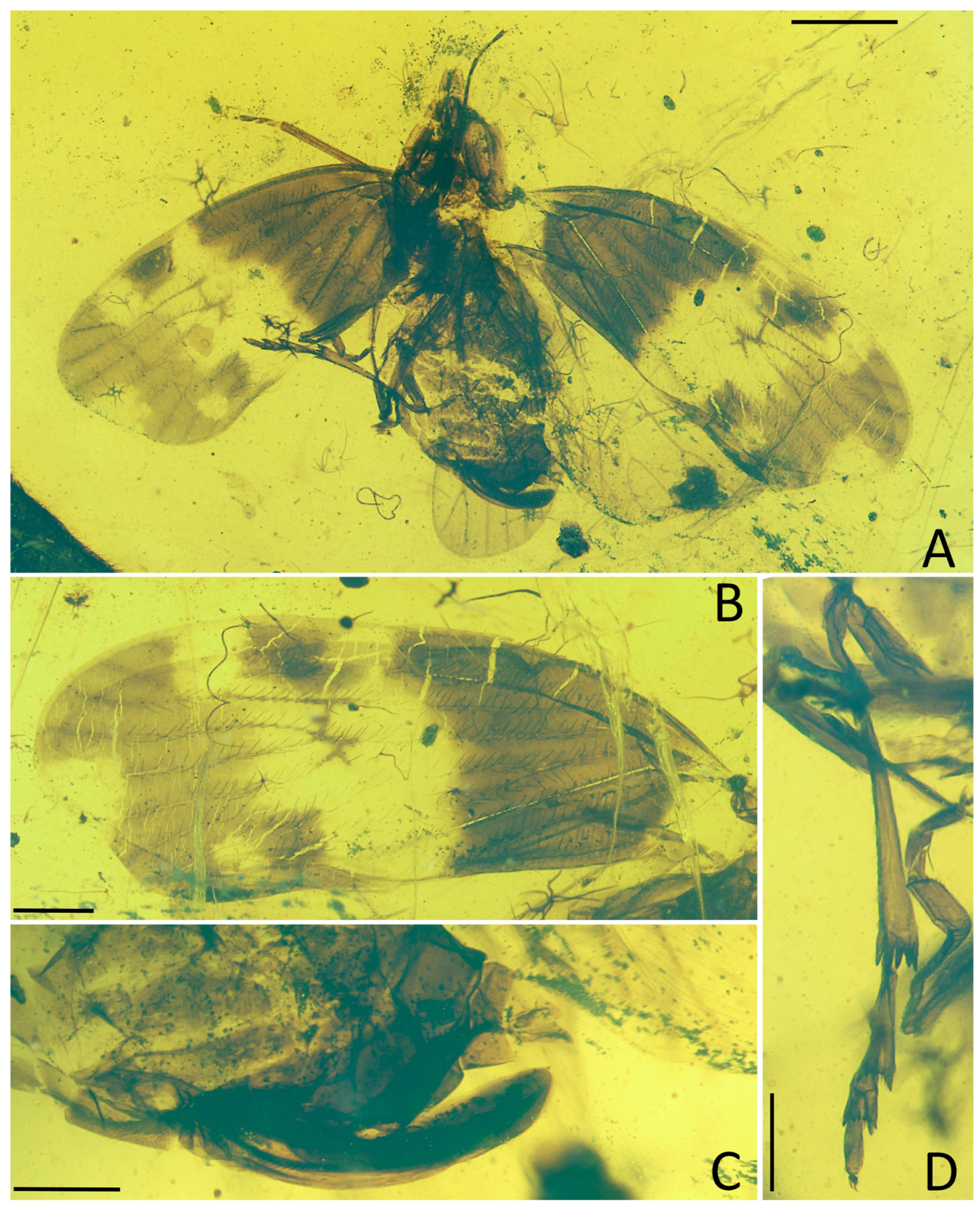 Insects 15 00439 g007