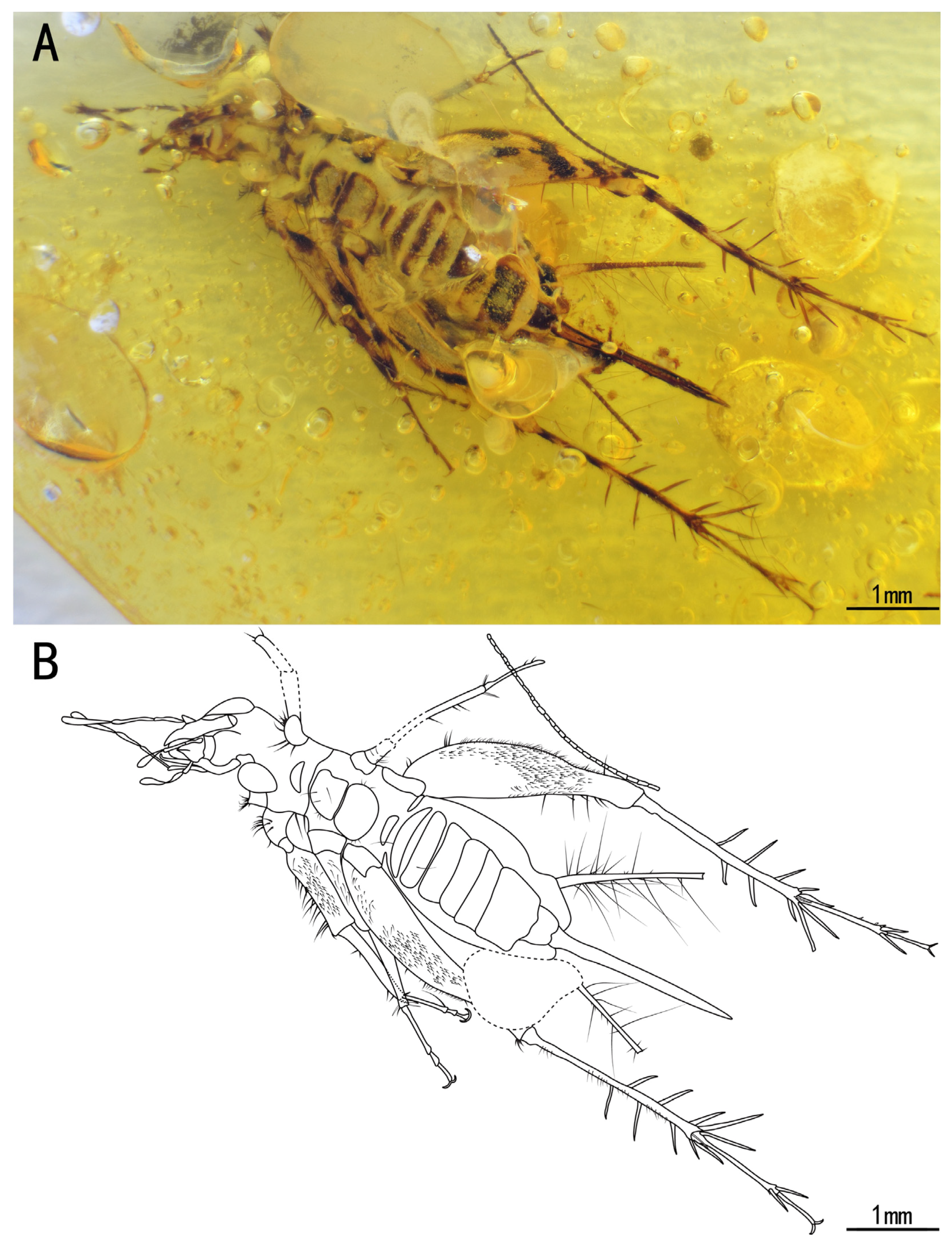 Insects 15 00442 g001