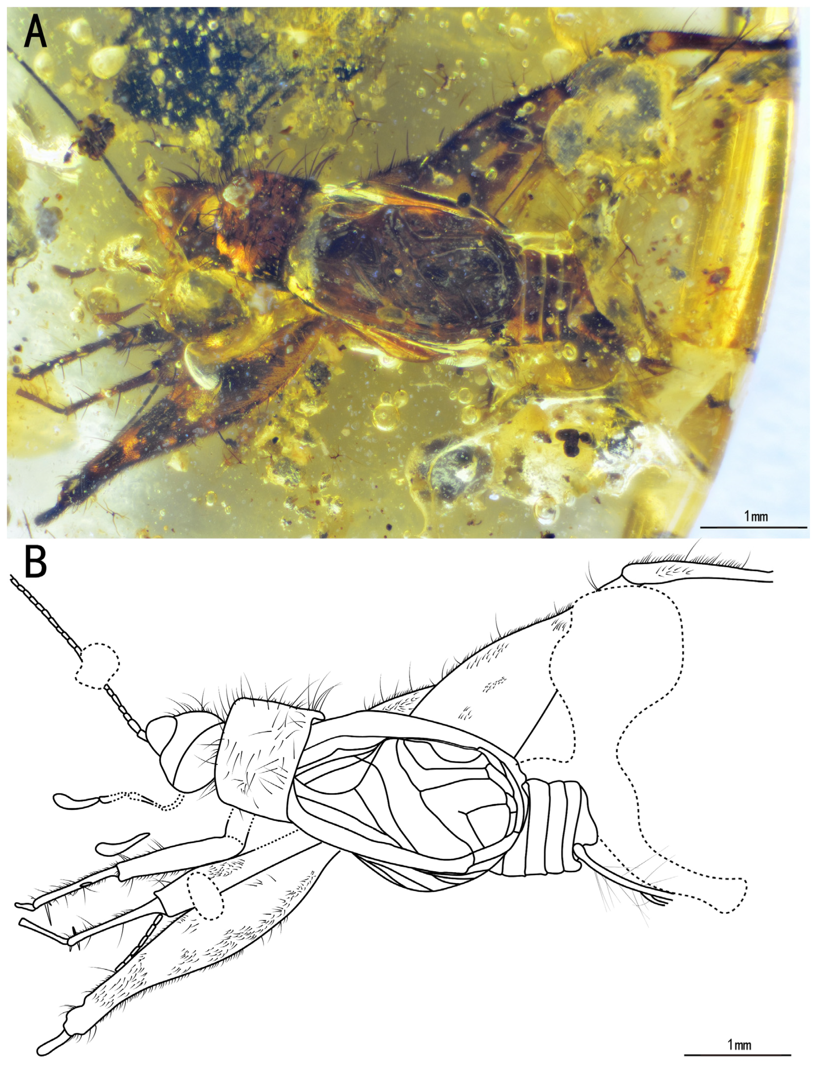 Insects 15 00442 g003