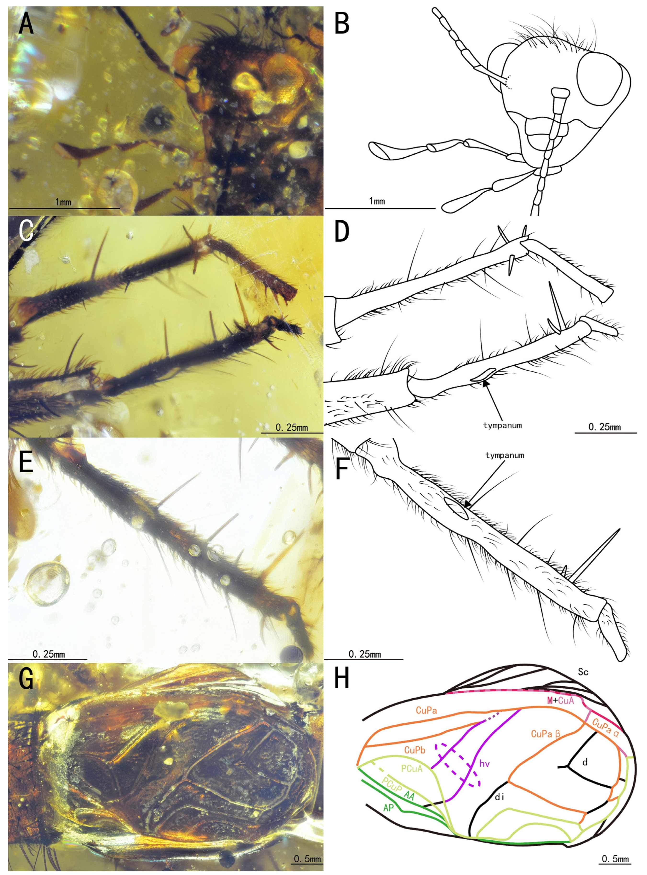 Insects 15 00442 g004