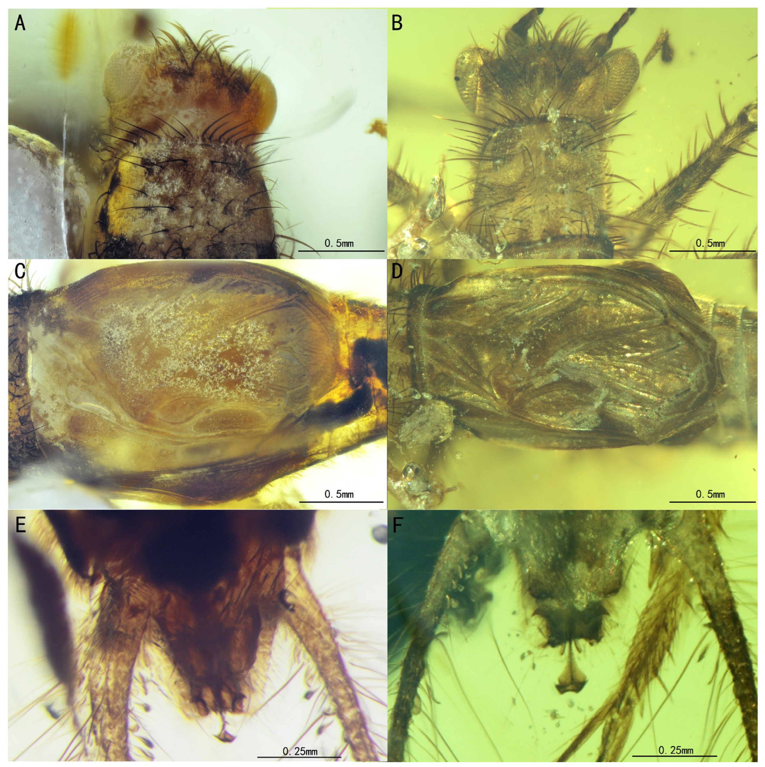 Insects 15 00442 g011