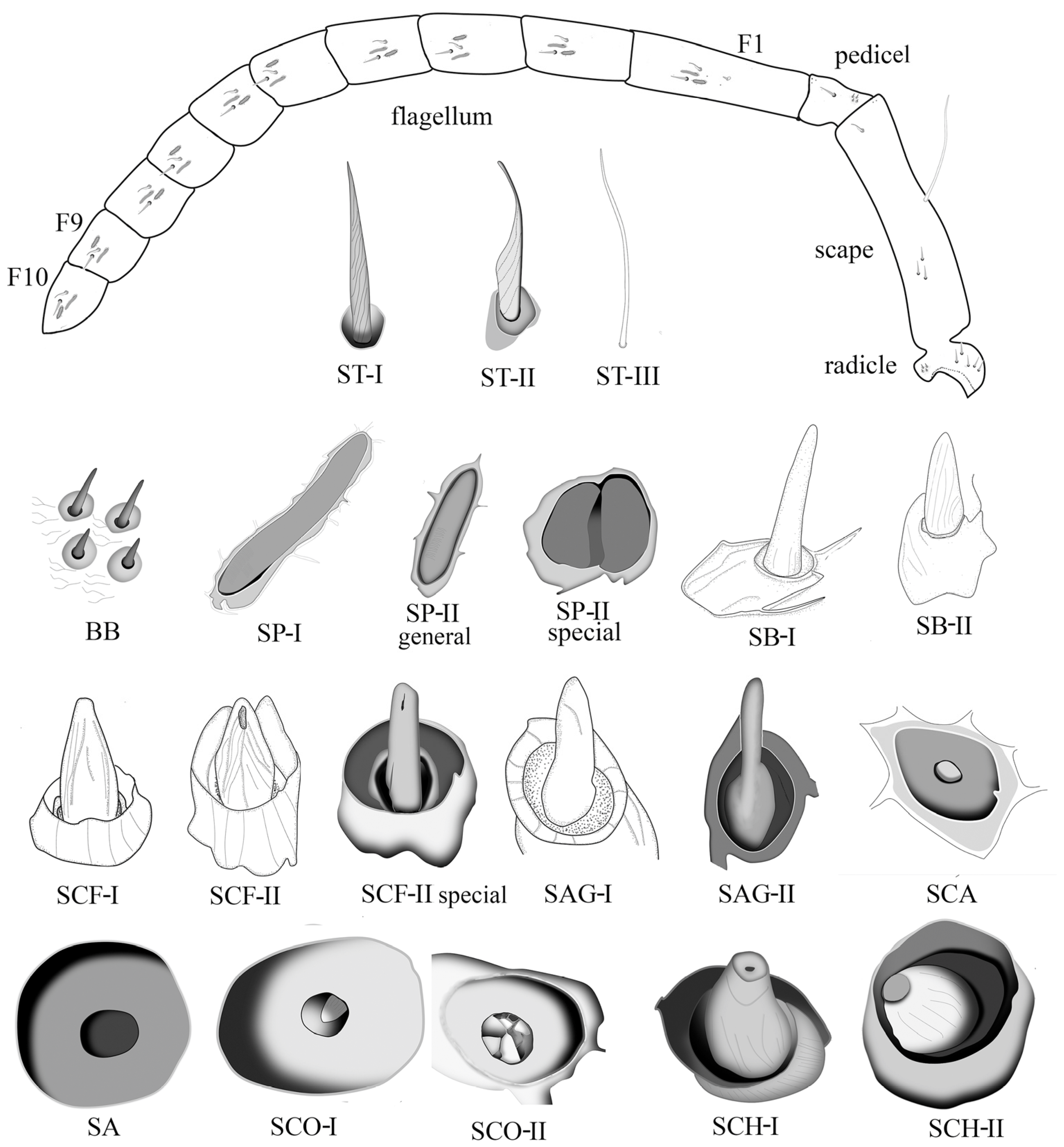 Insects 15 00448 g001