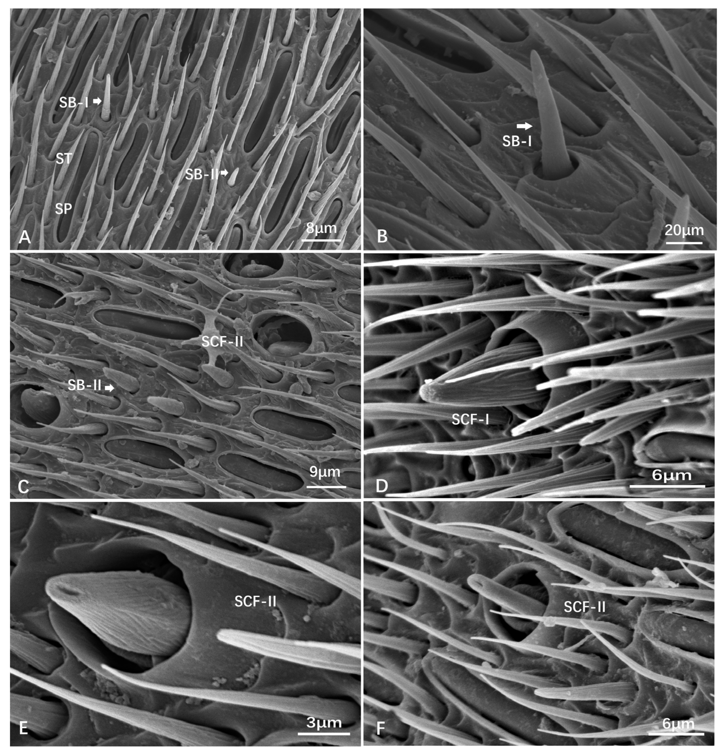 Insects 15 00448 g004